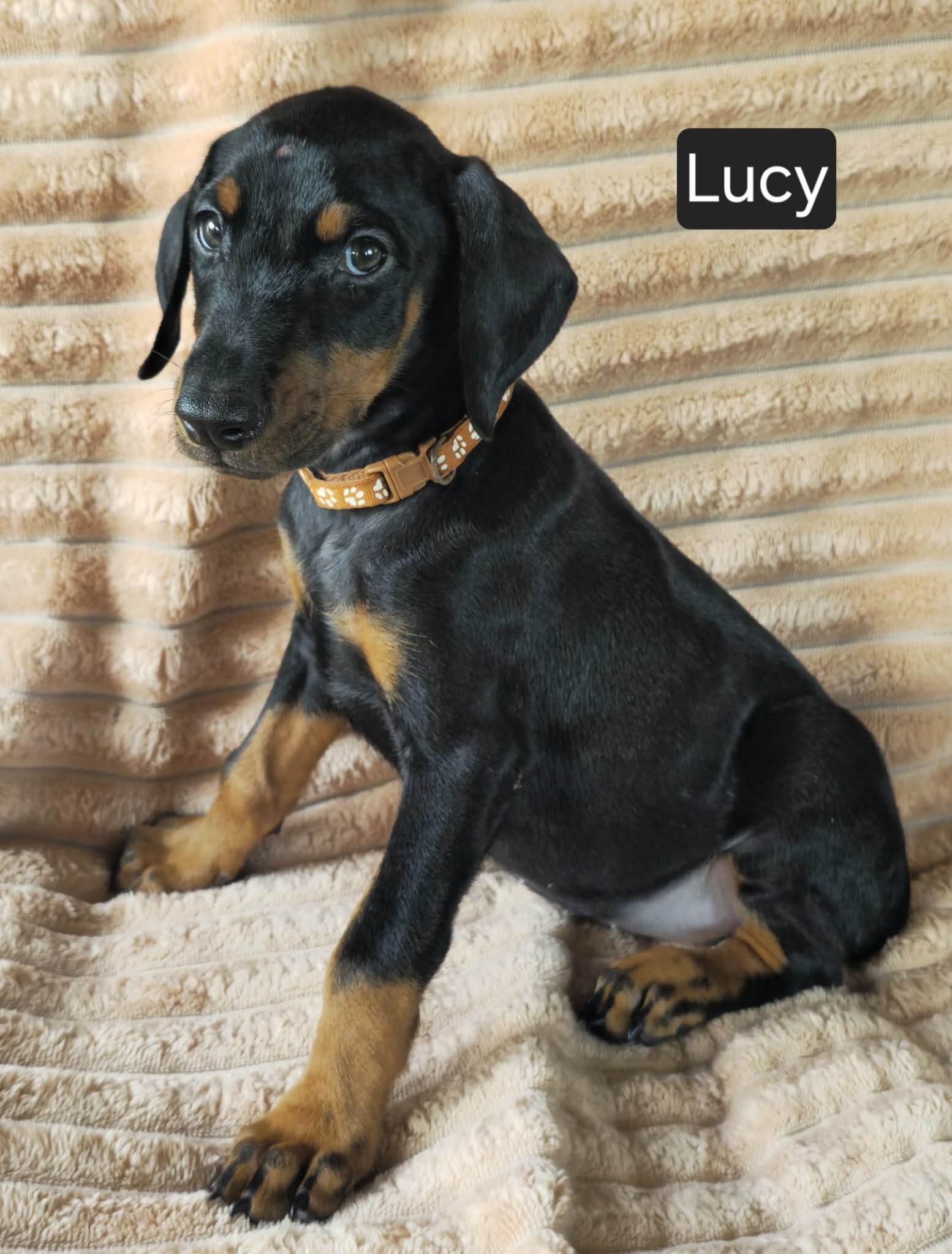 Lucy image 3