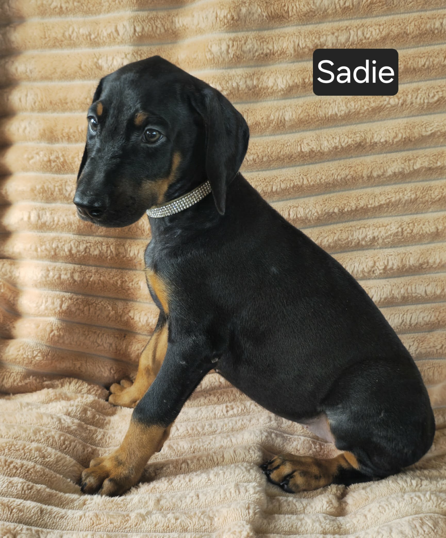 Sadie image 6
