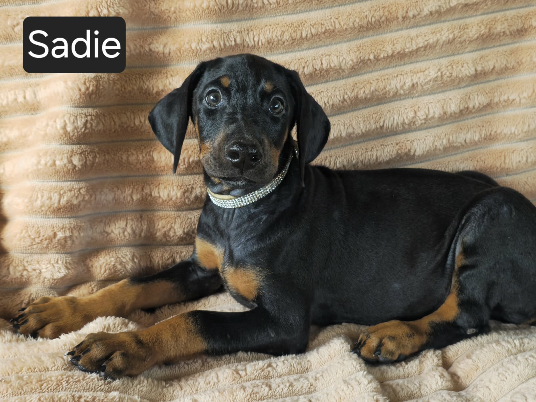 Sadie image 7