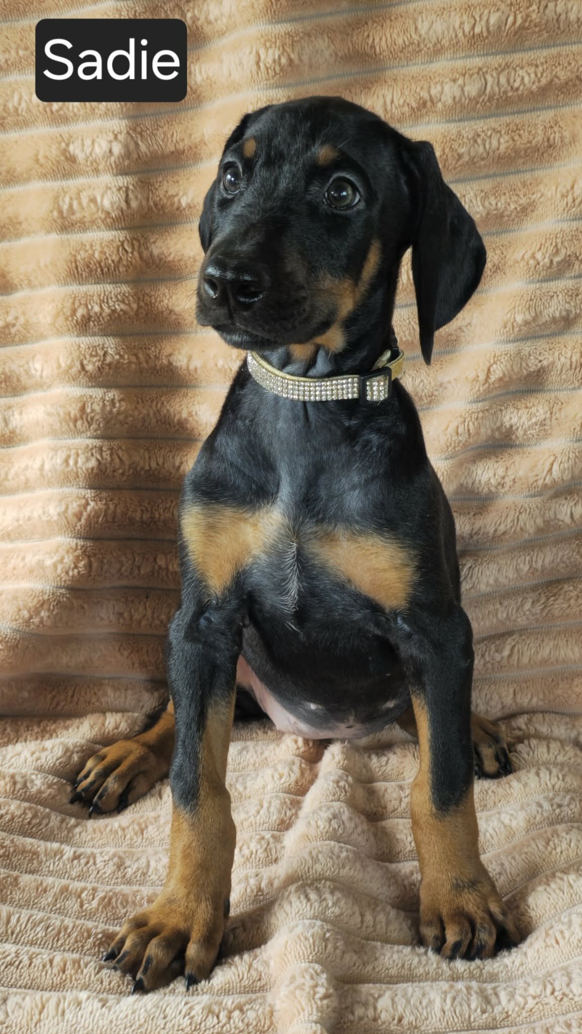 Sadie image 2