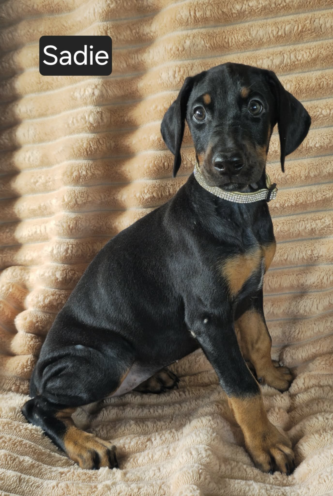 Sadie image 4