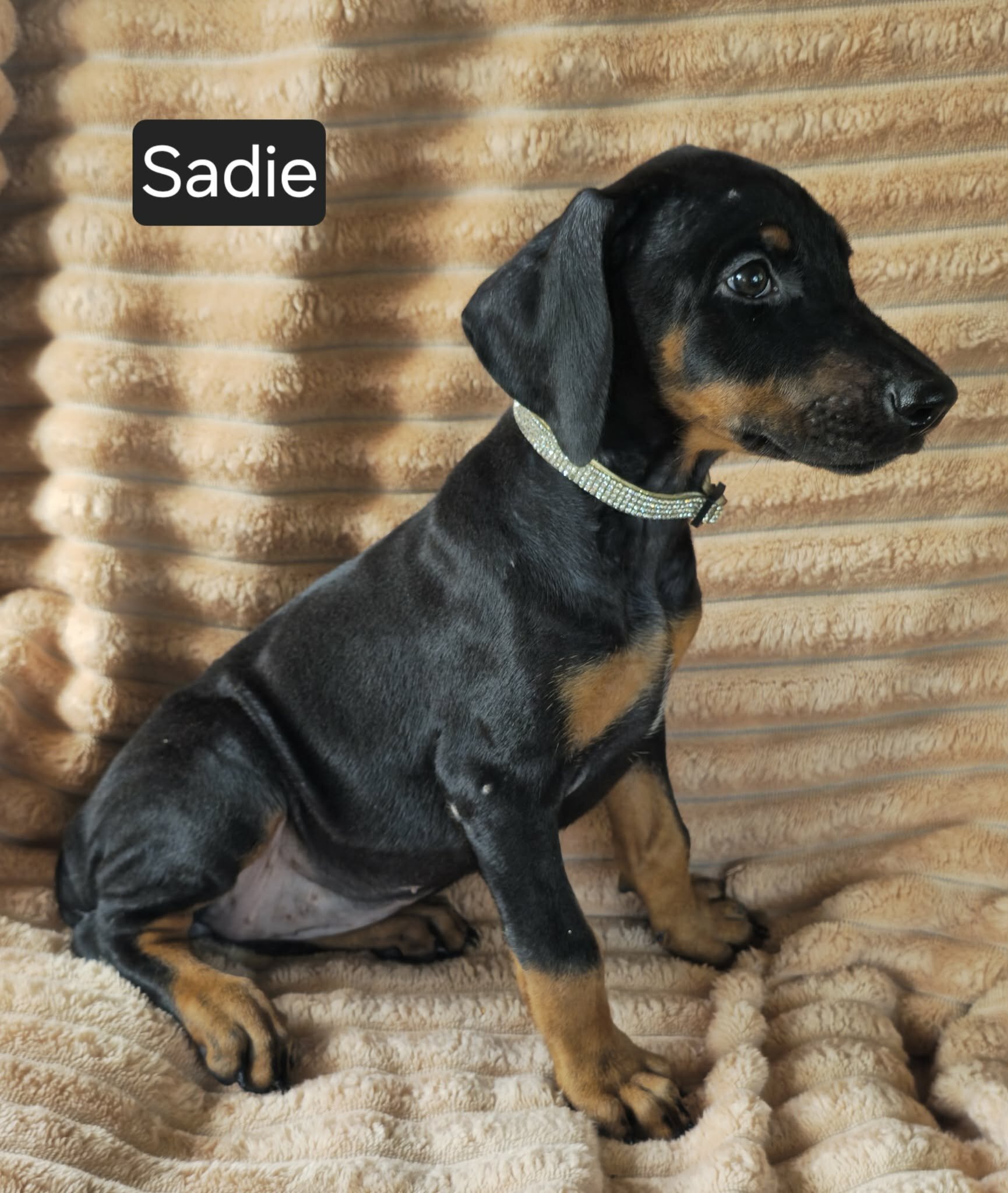 Sadie image 5