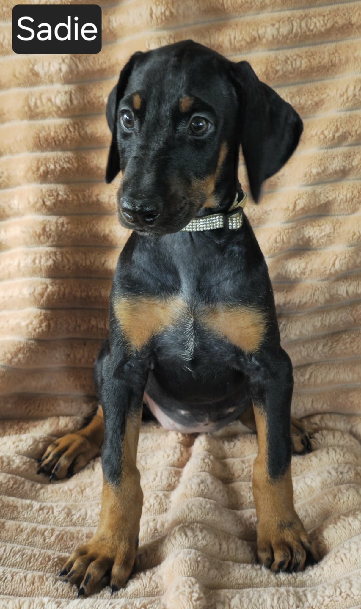 Sadie image 3