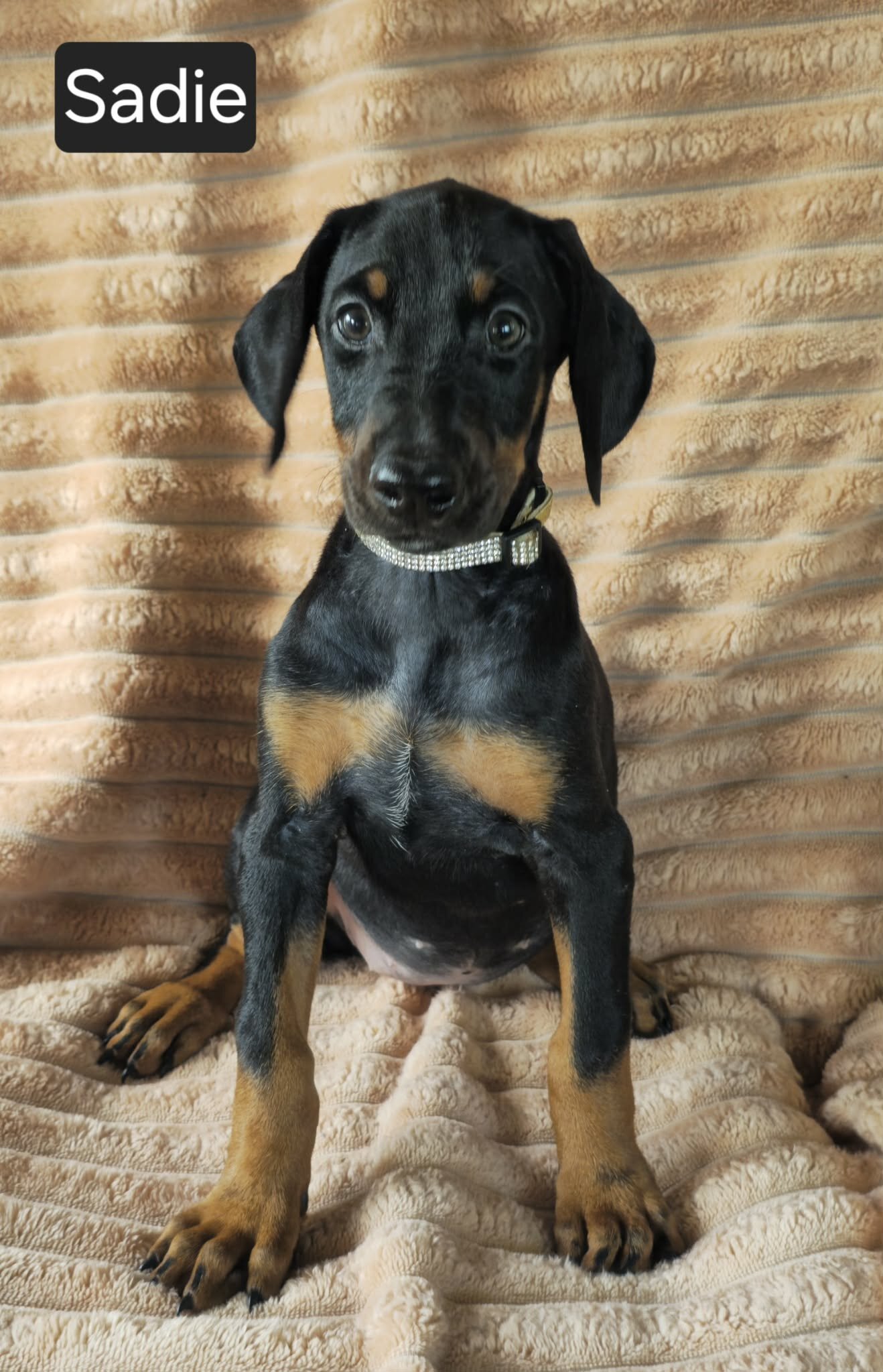 Sadie image 1