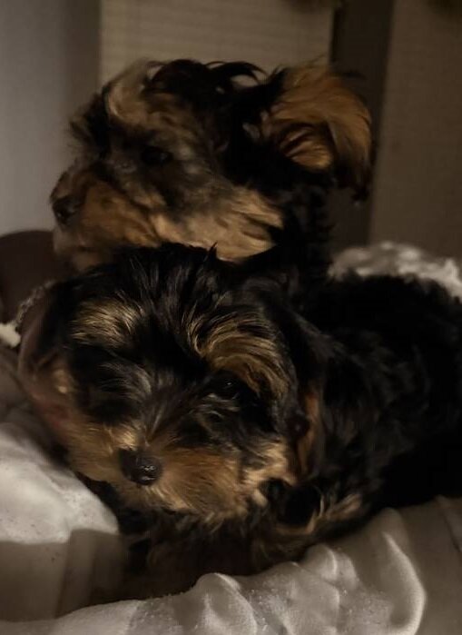 Beautiful Yorkie Puppies Boys and Girls image 1