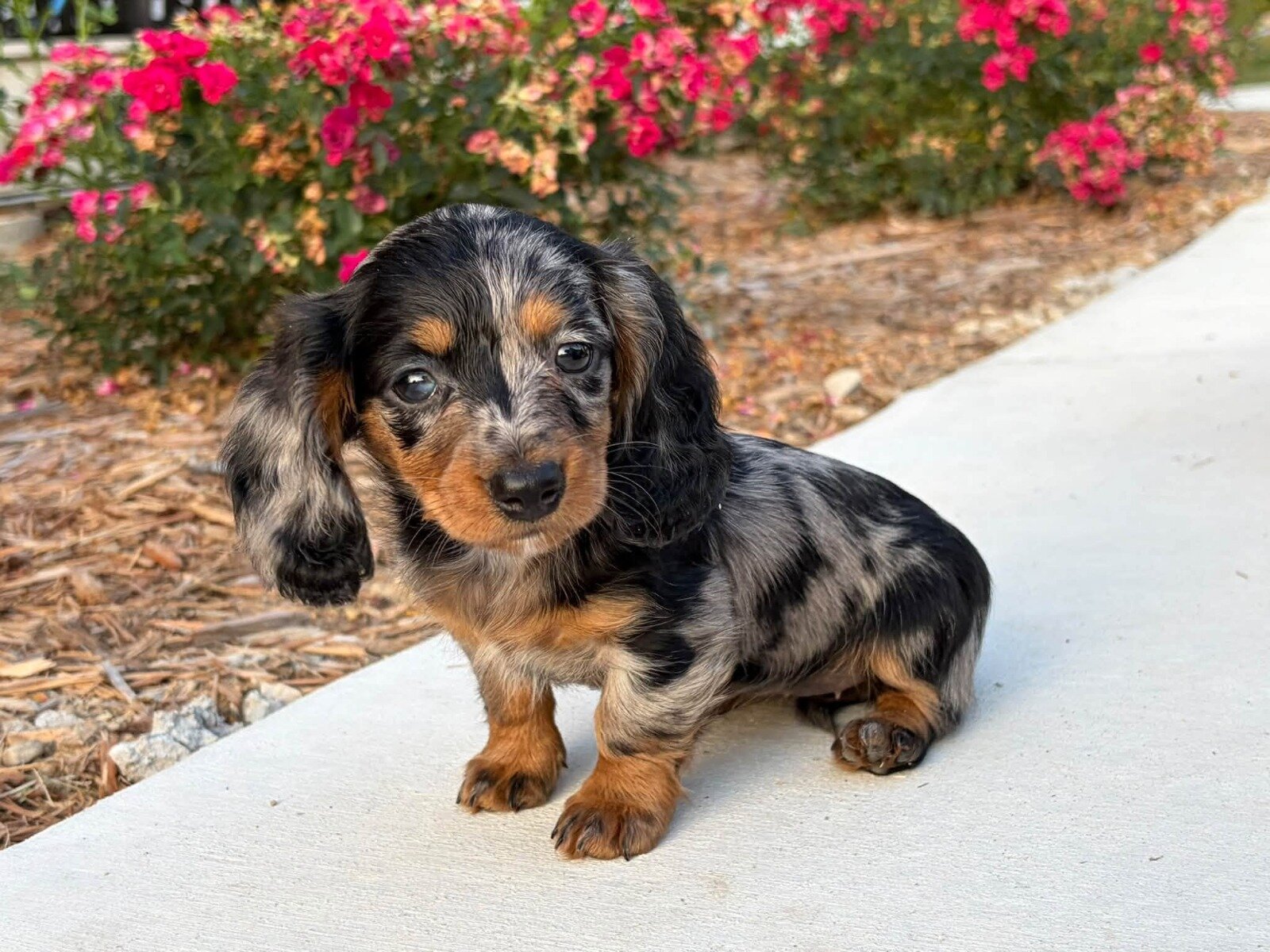 Awesome Dachshund Puppies Available image 1