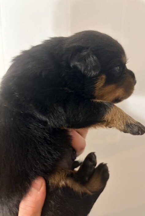 German Rottweiler Puppies image 1