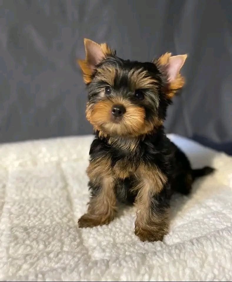 Pure Breed Male/female Teacup Yorkie Puppies image 1