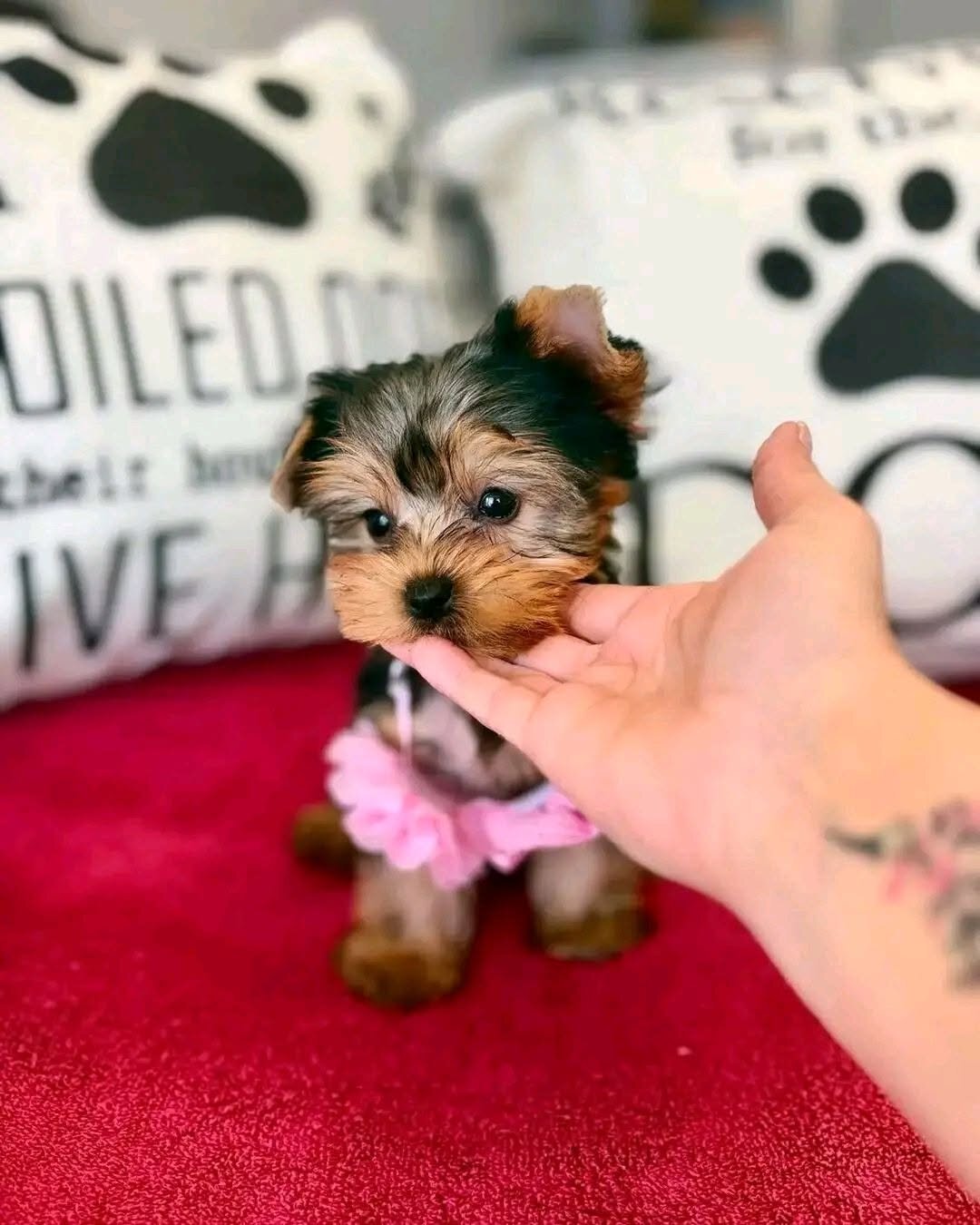 Nice Charming Yorkie Puppies For Caring Homes image 1