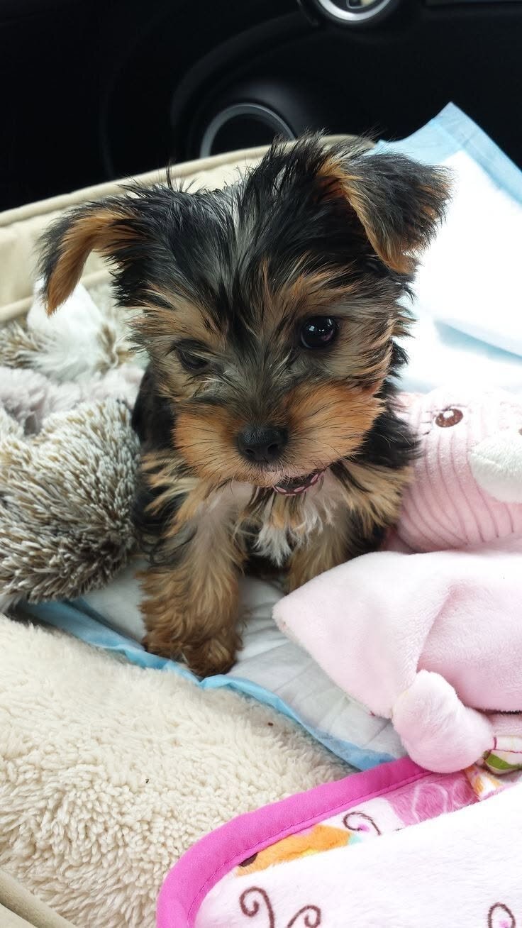 Perfect Akc Tea-cup Yorkie Puppies image 1