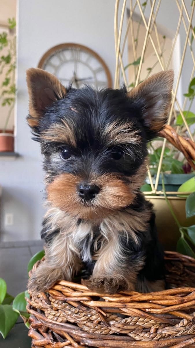 Perfect Akc Tea-cup Yorkie Puppies image 2