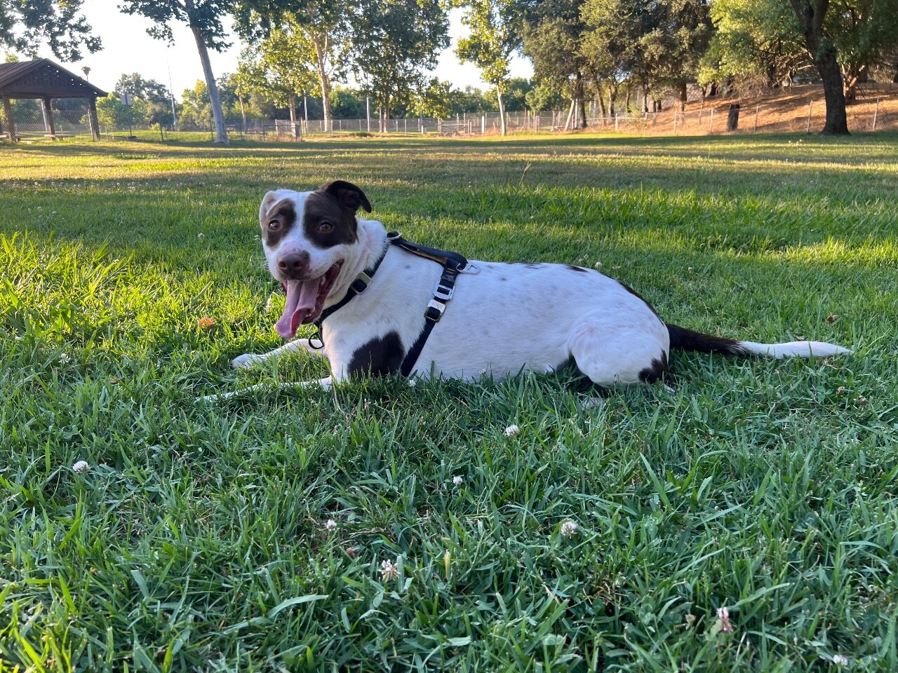 3 year old dog image 1