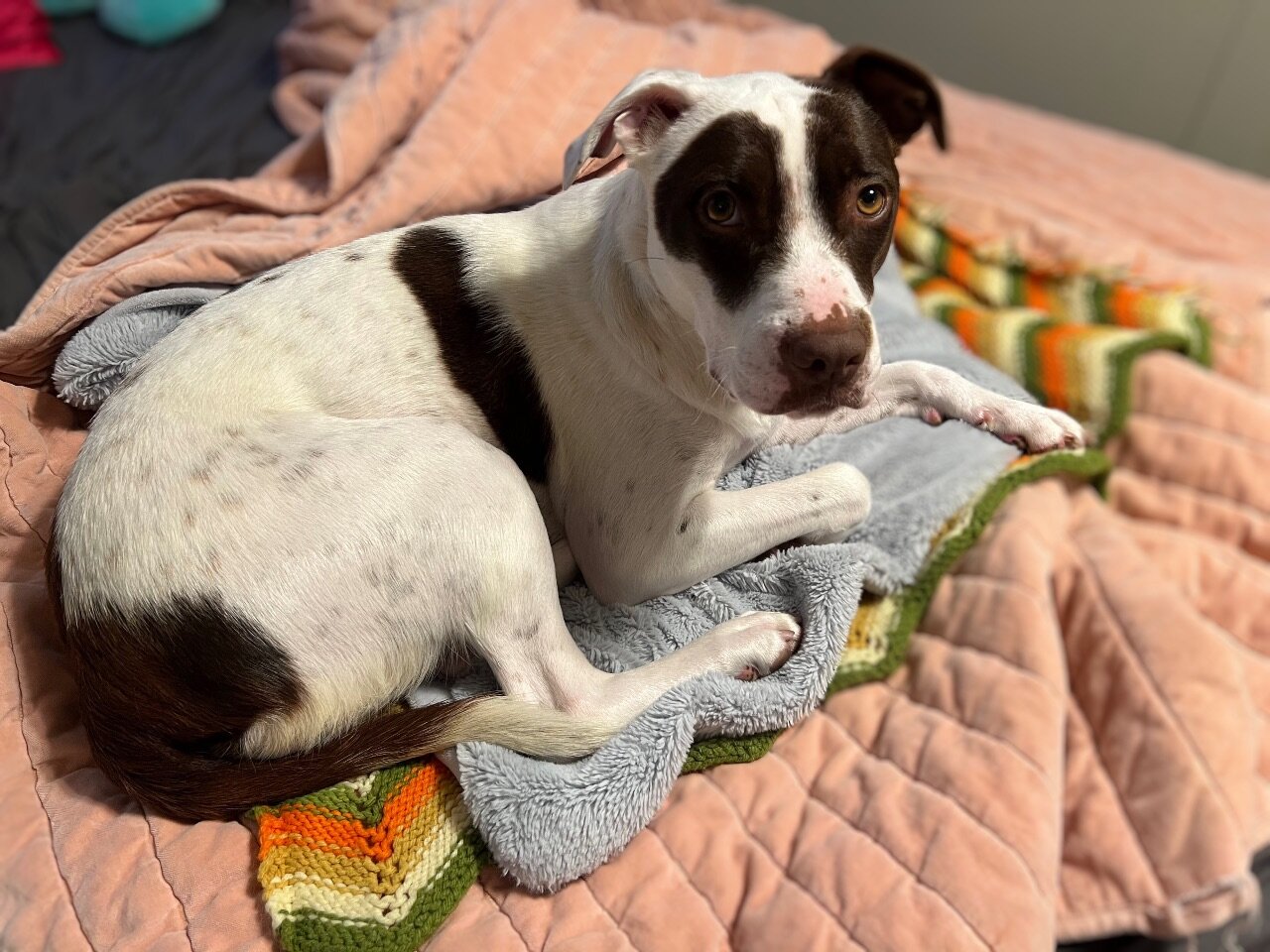 3 year old dog image 2