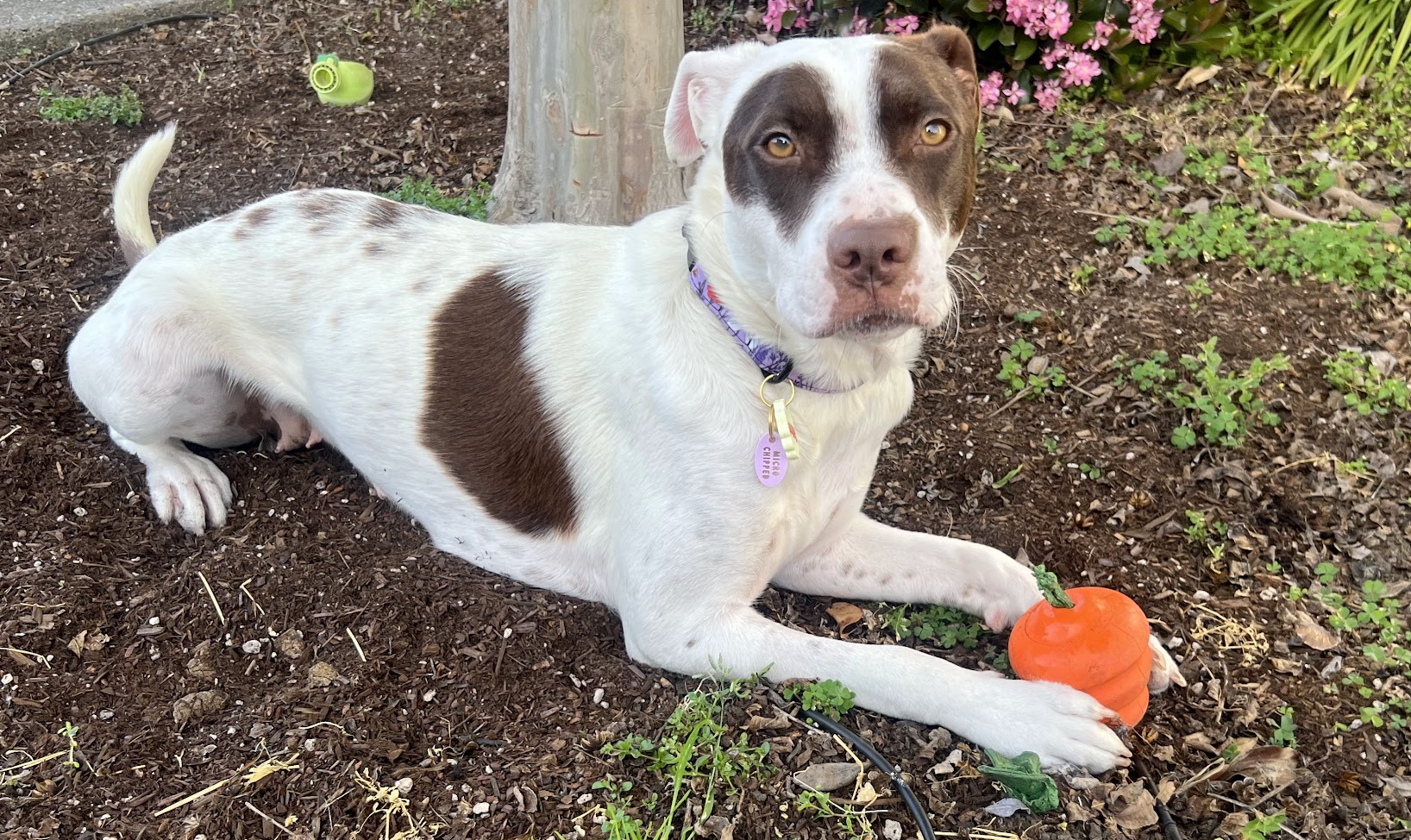 3 year old dog image 3