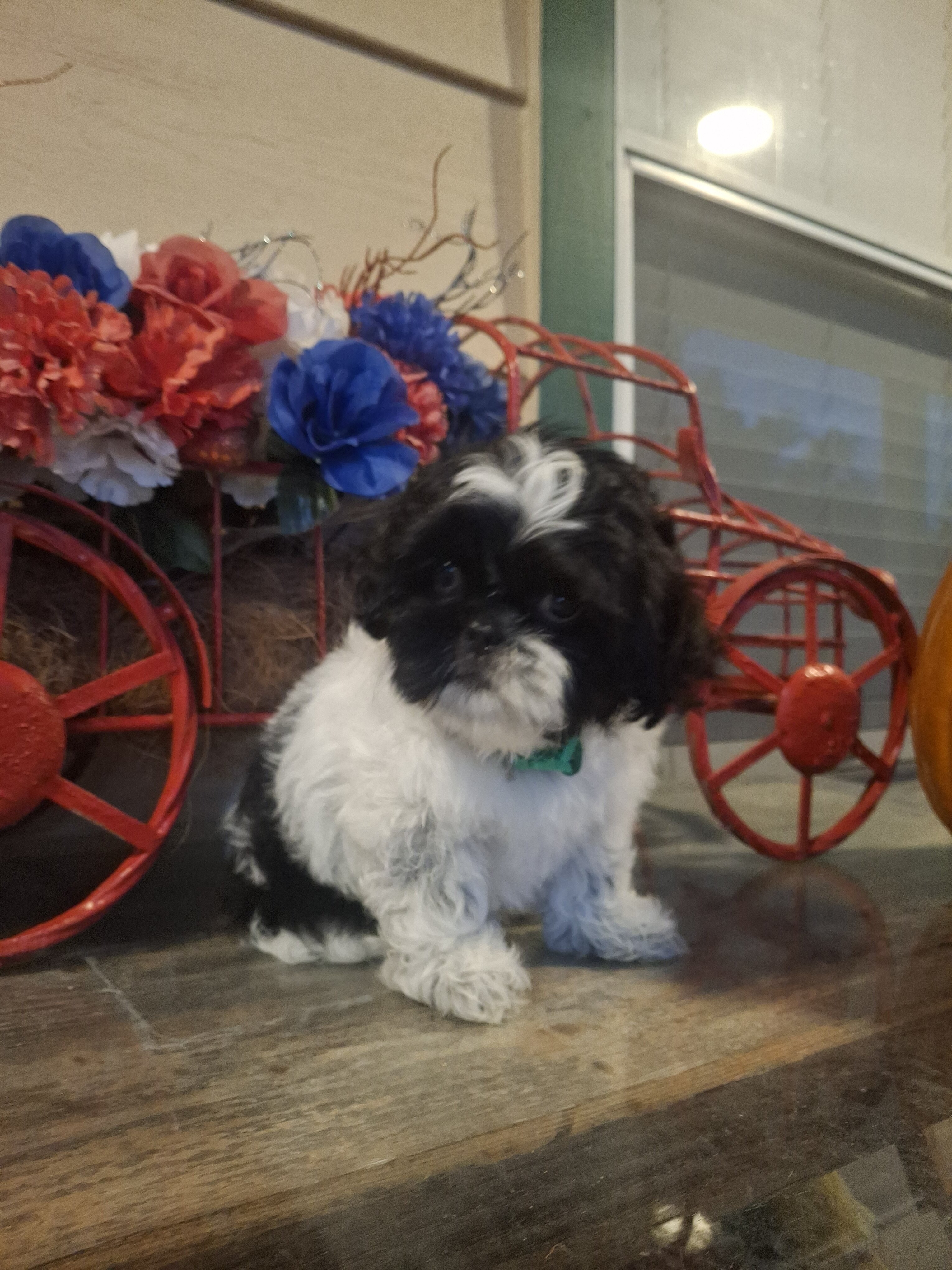Shih Tzu Puppy "Rocky" image 1
