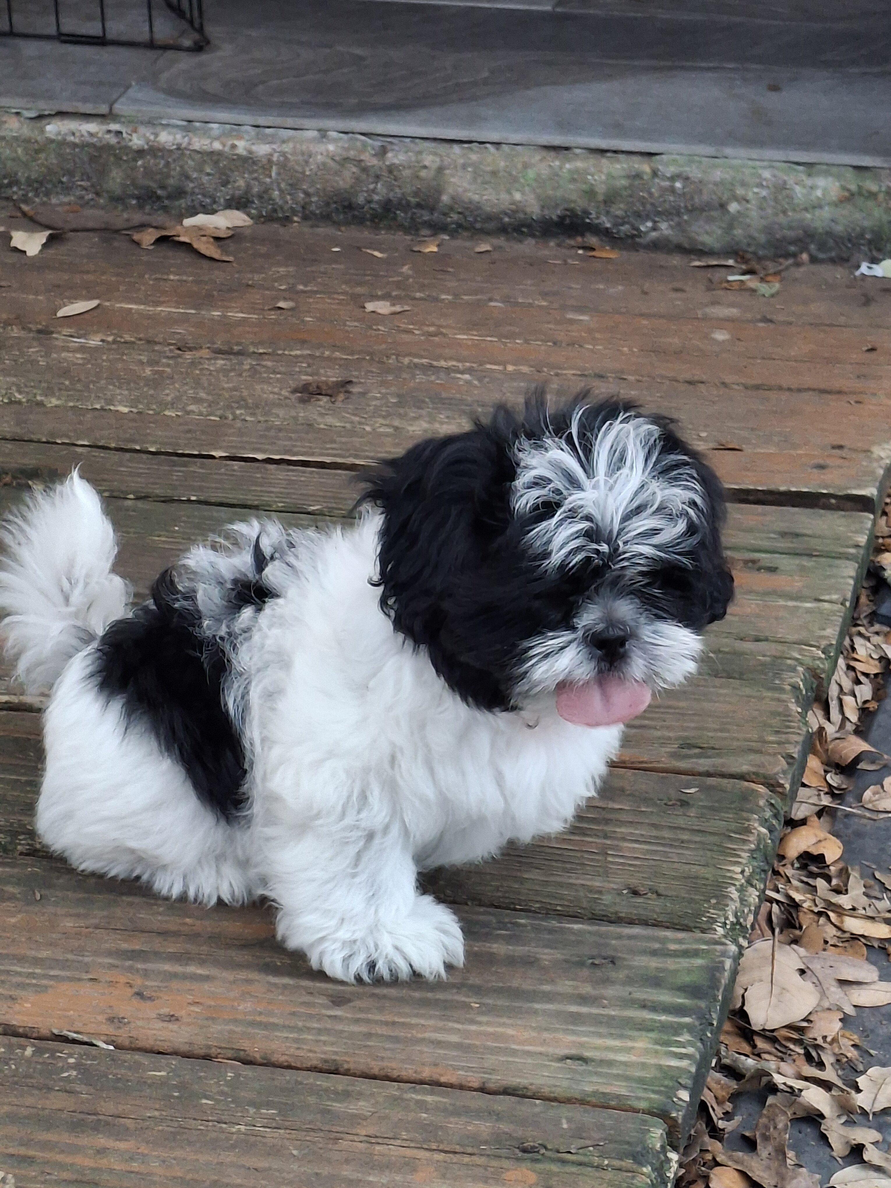 Shih Tzu puppy "Gizmo" image 1