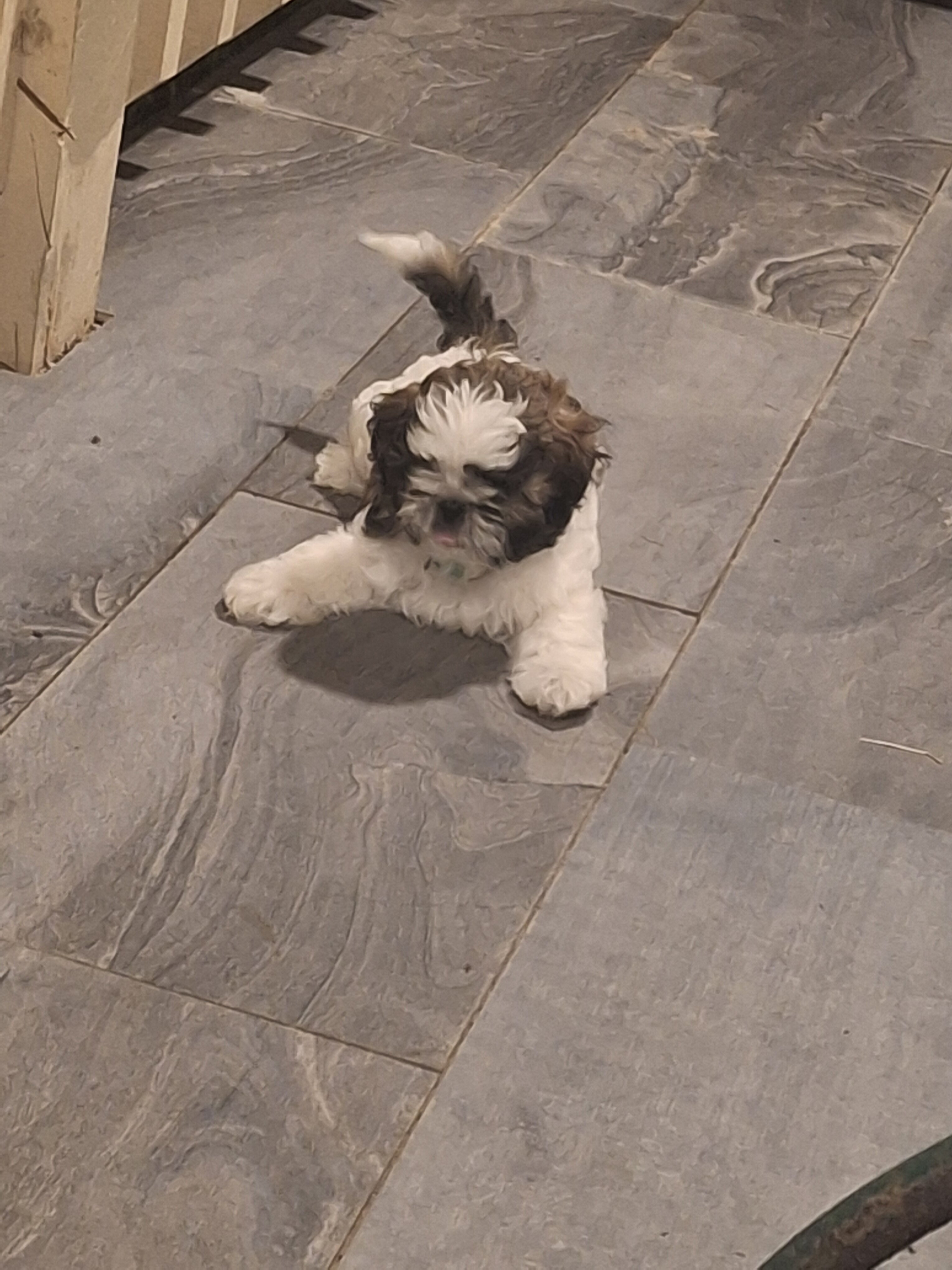 Shih Tzu puppy "Bam Bam" image 1
