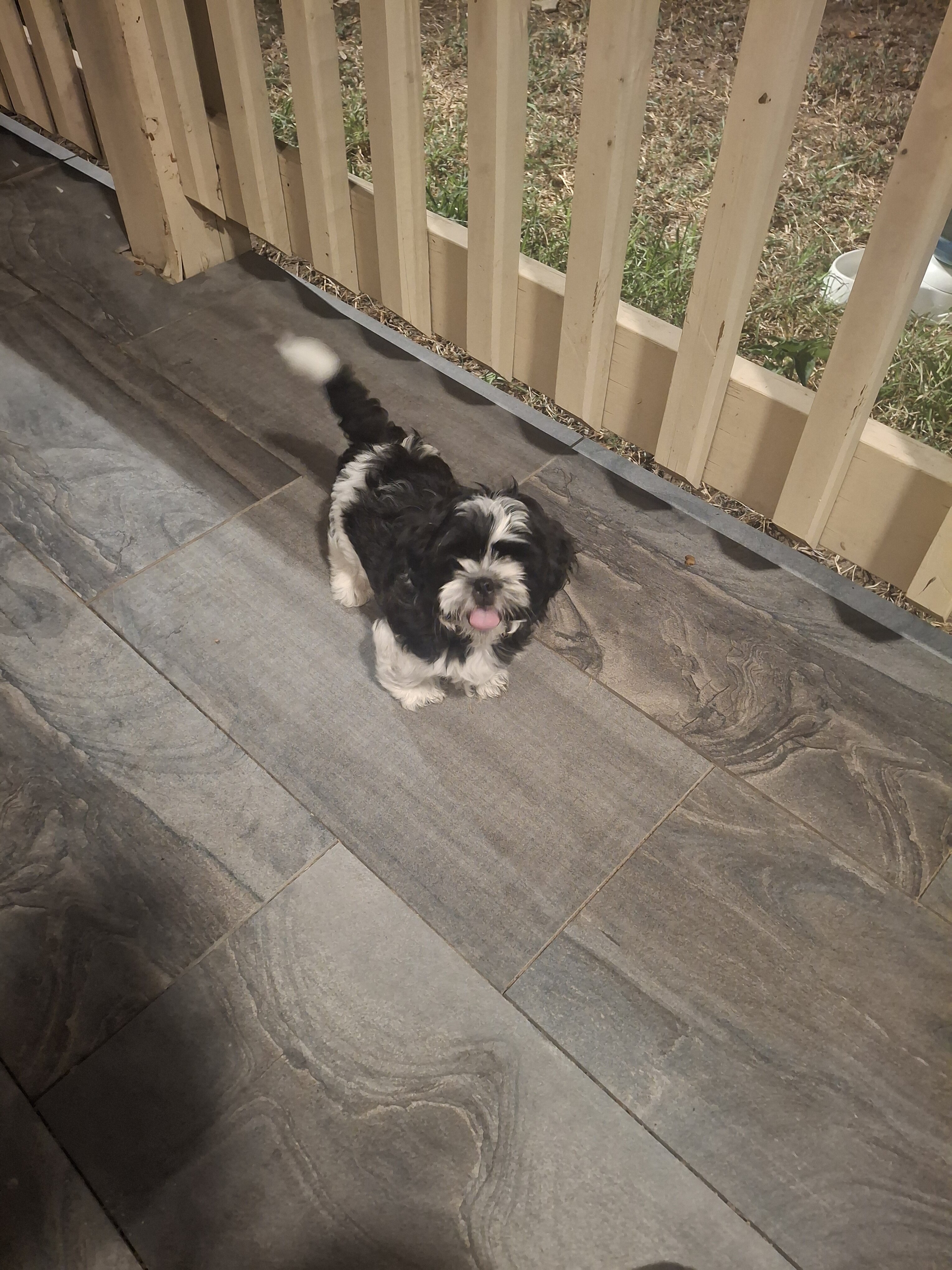 Shih Tzu puppy "Bear" image 1