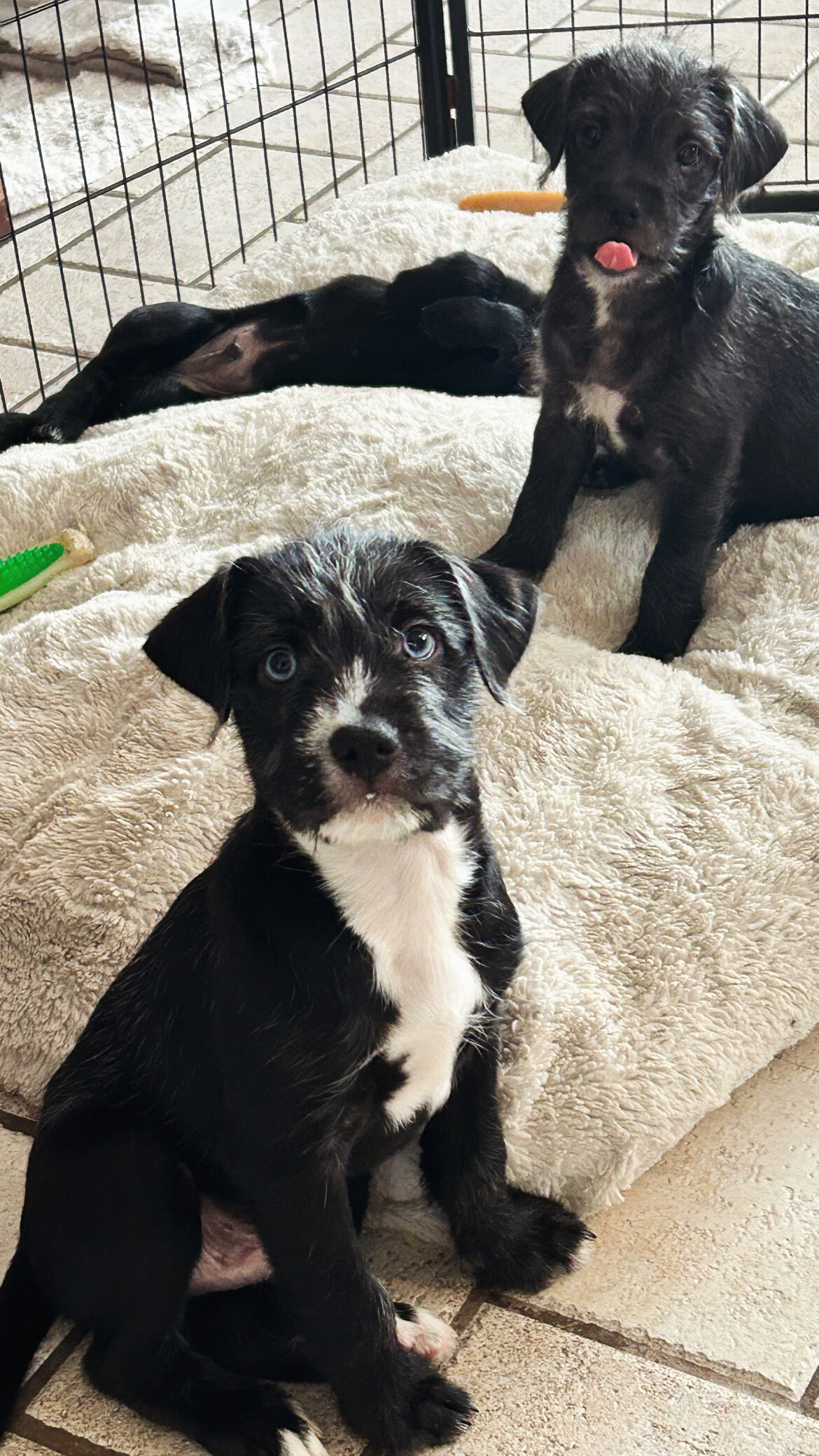 Puppy image 2