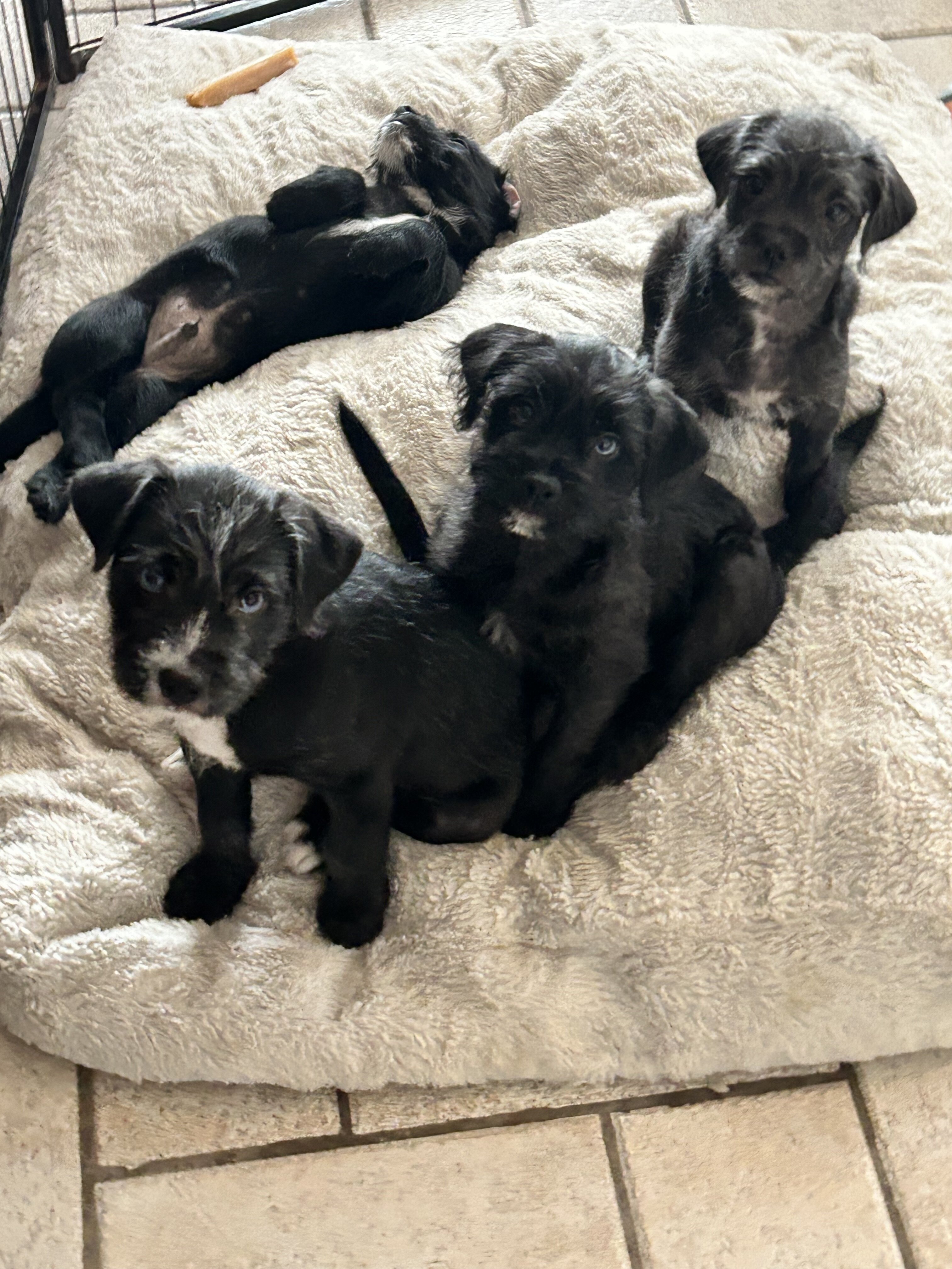 Puppy image 3