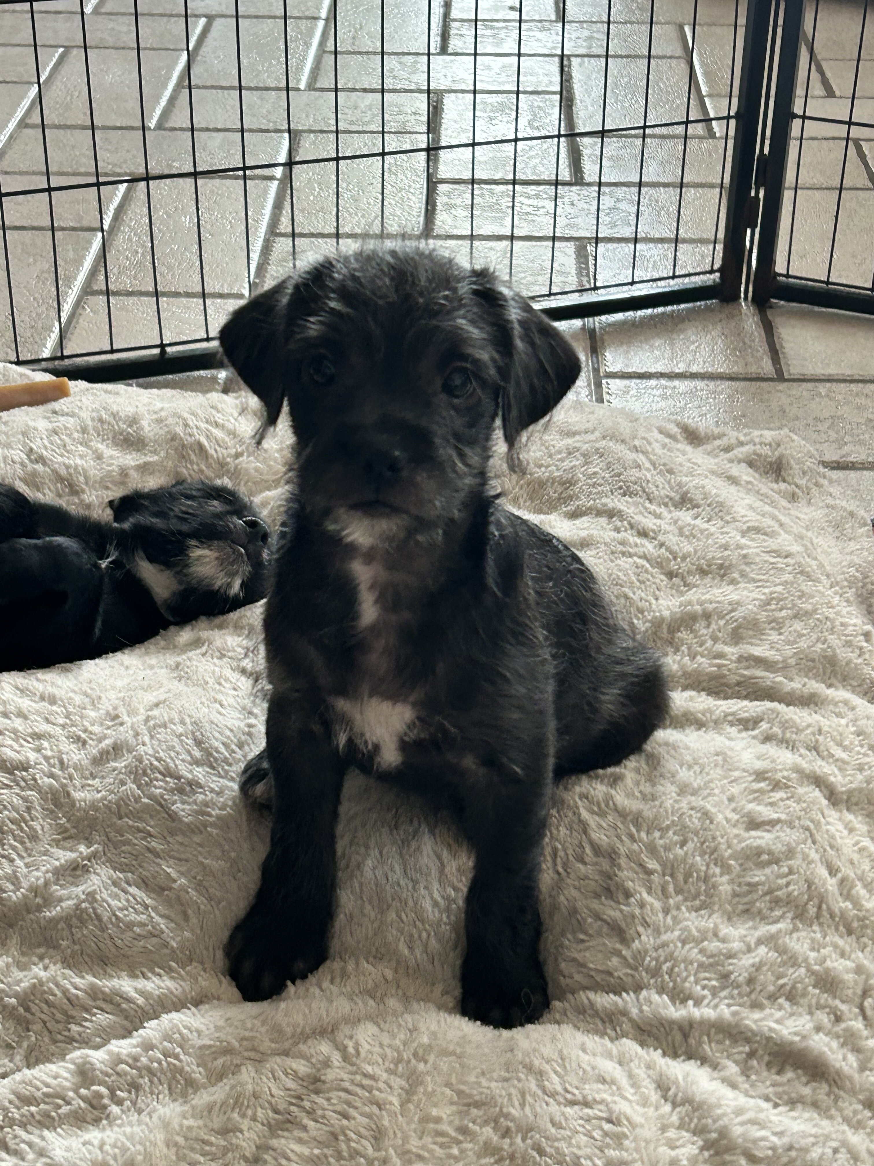 Puppy image 6