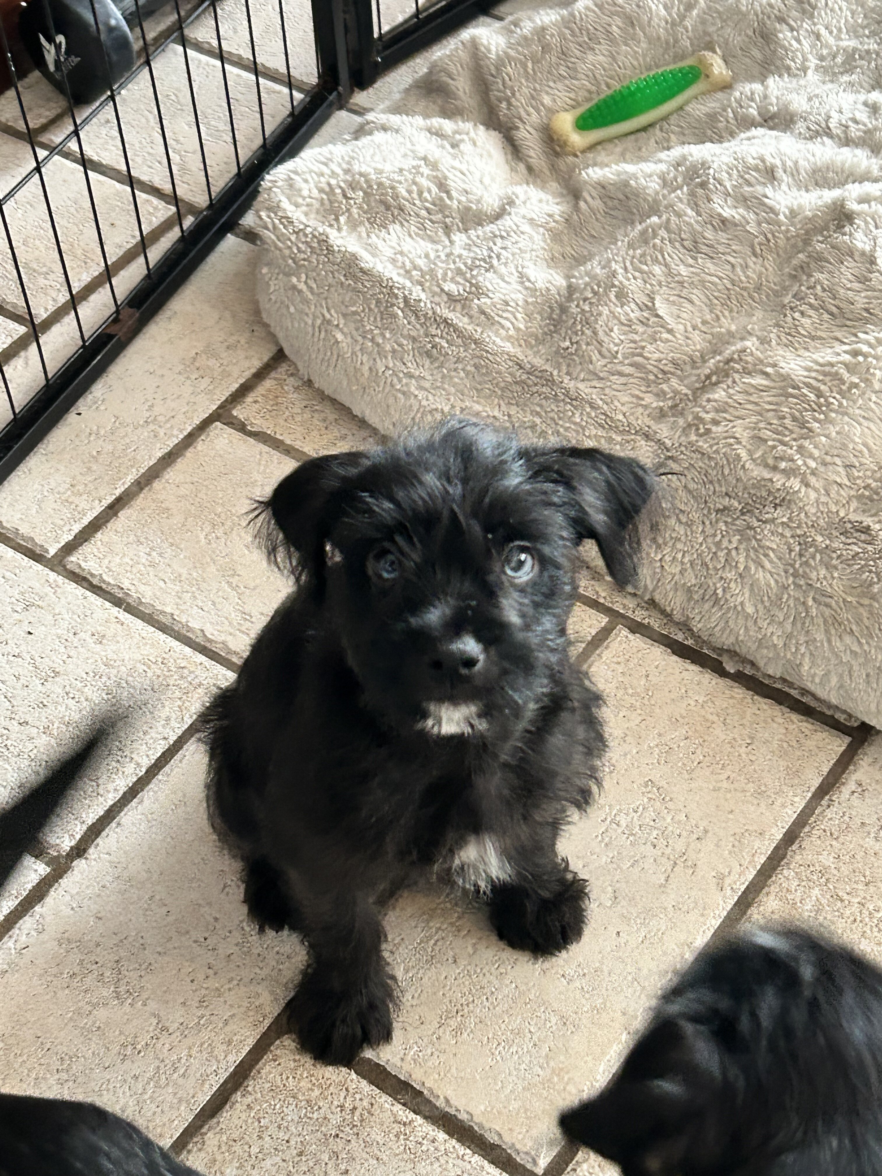Puppy image 9