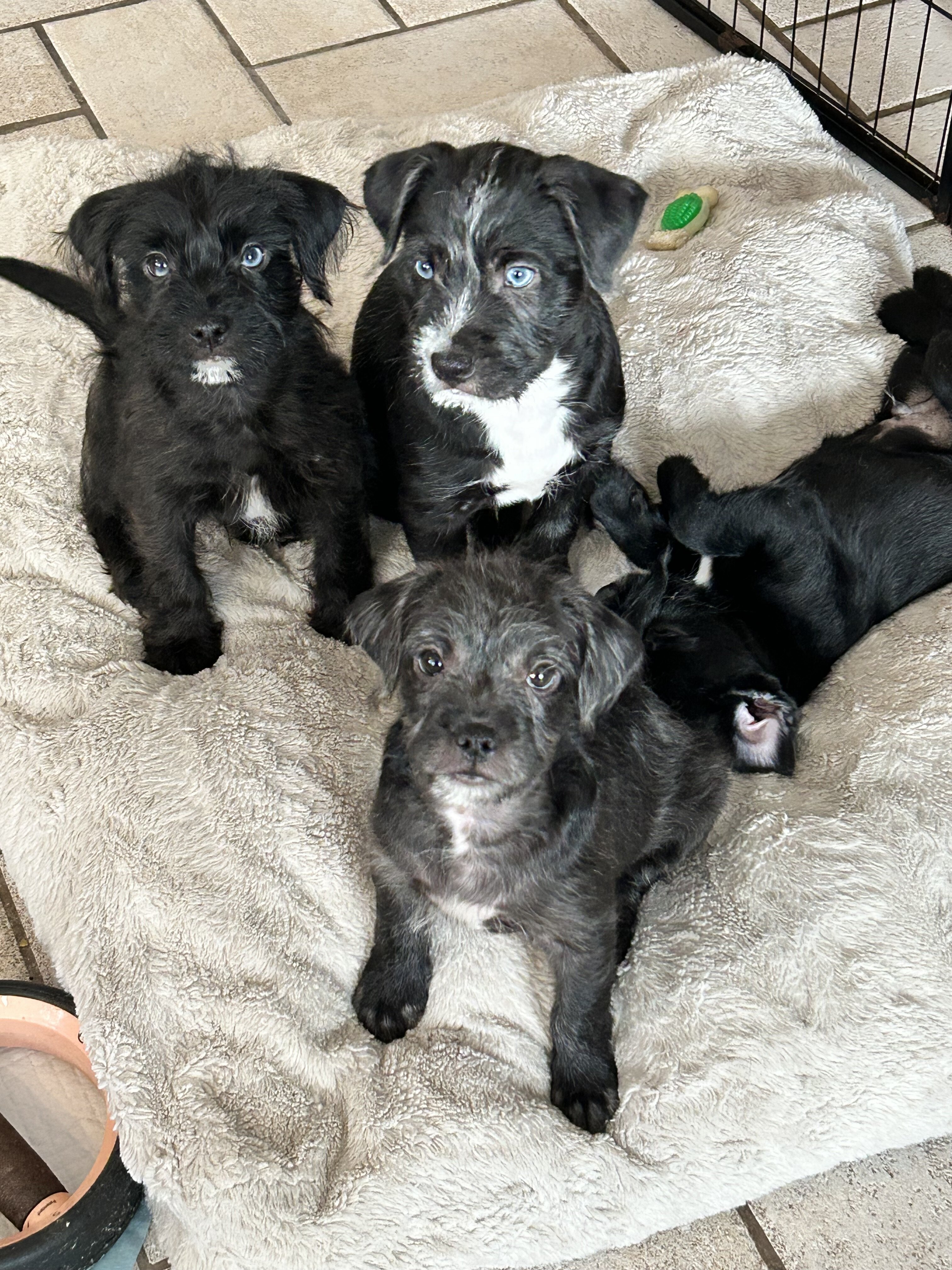 Puppy image 4