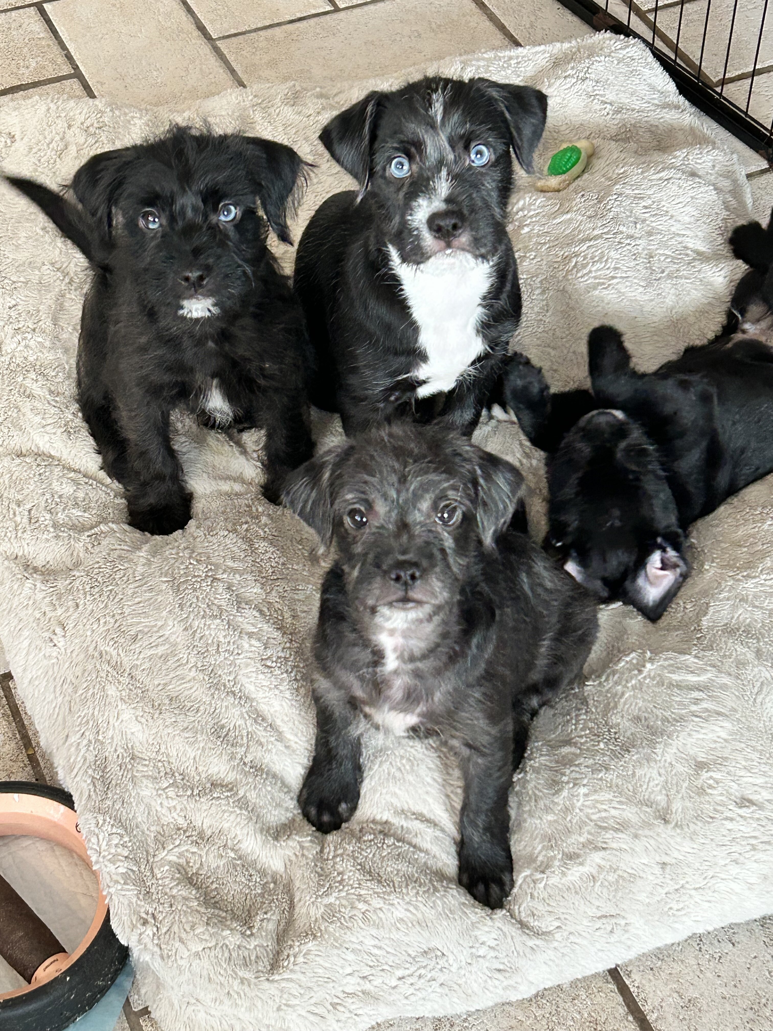 Puppy image 1