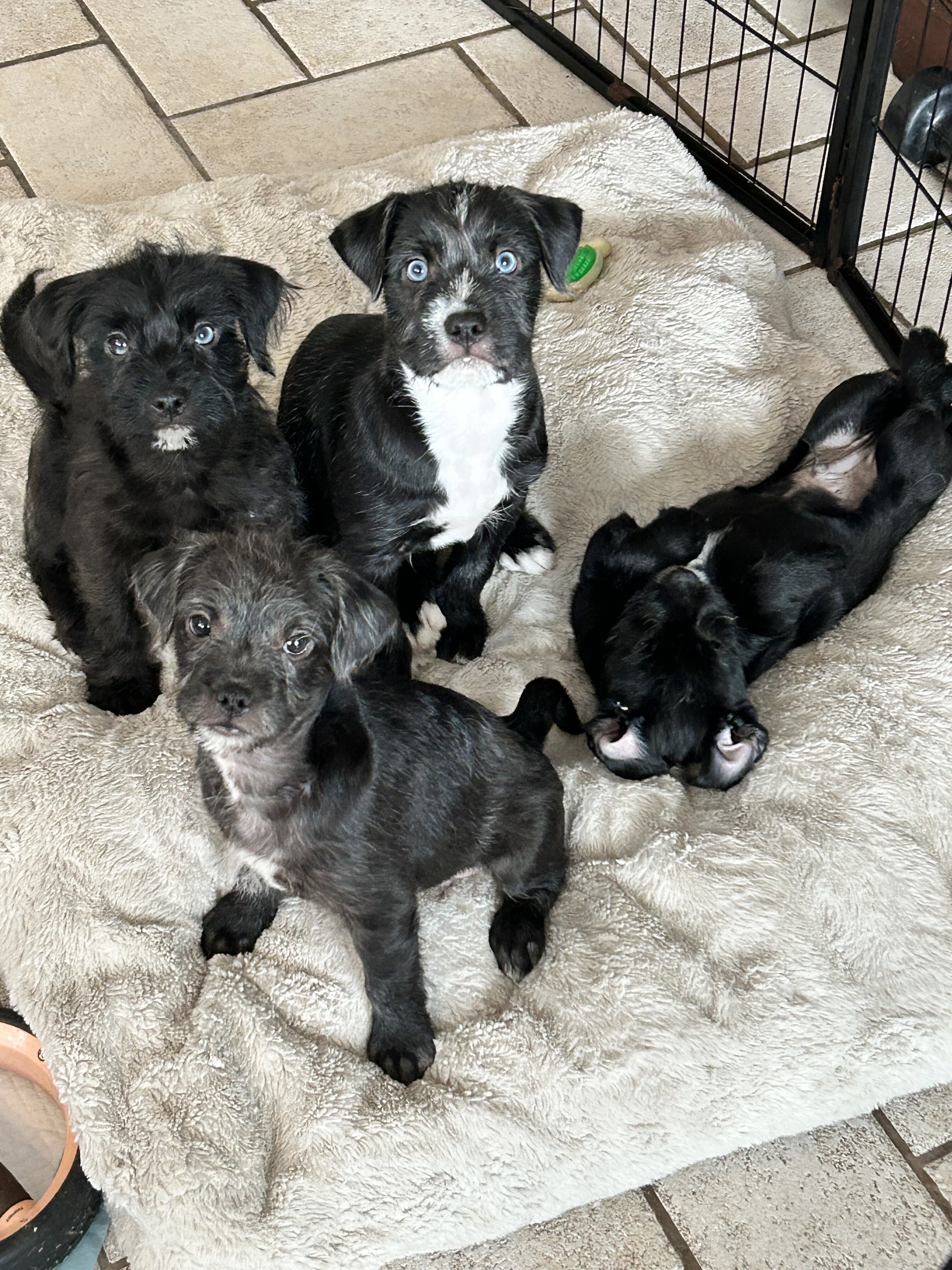 Puppy image 5