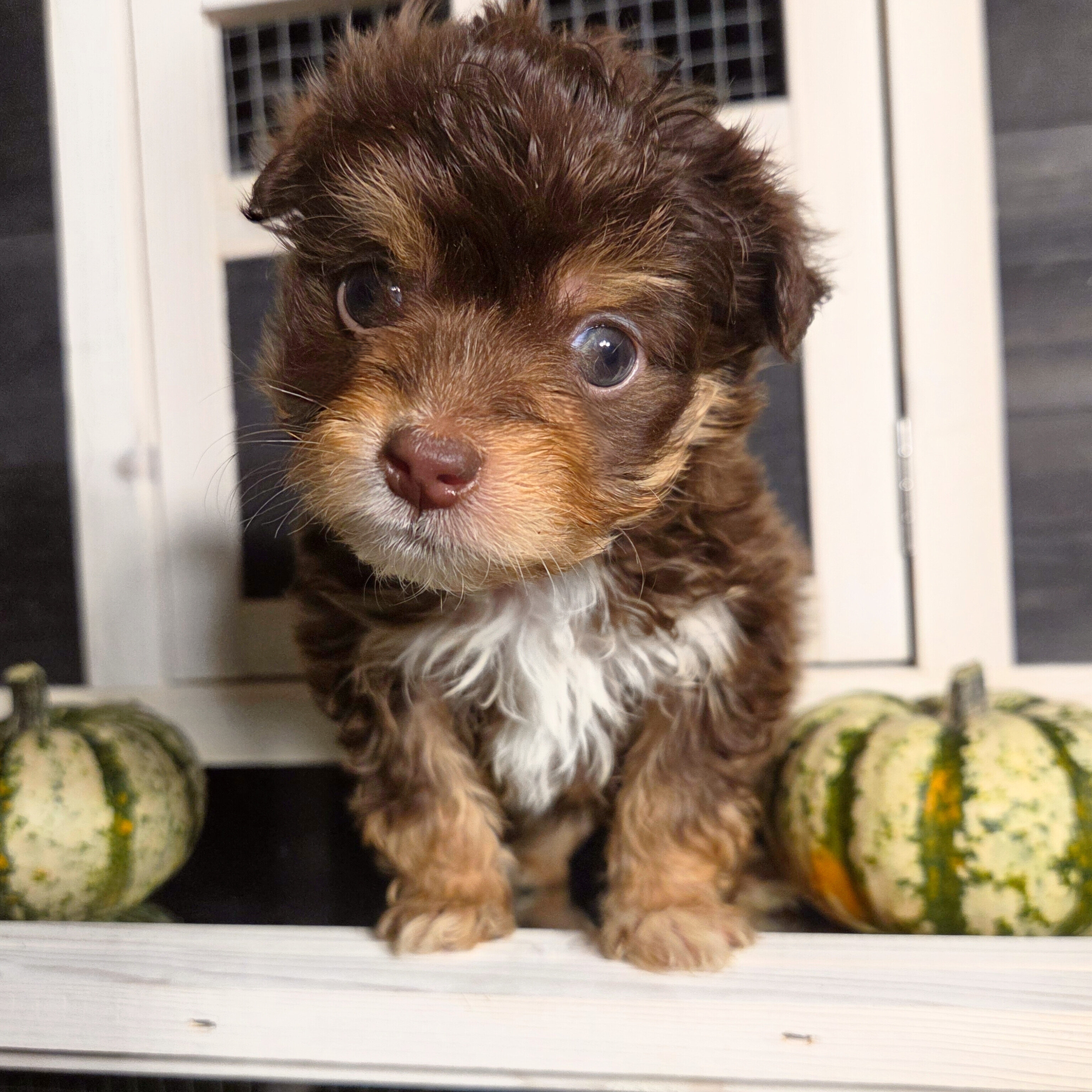 Teacup Maltipoo Puppies image 4
