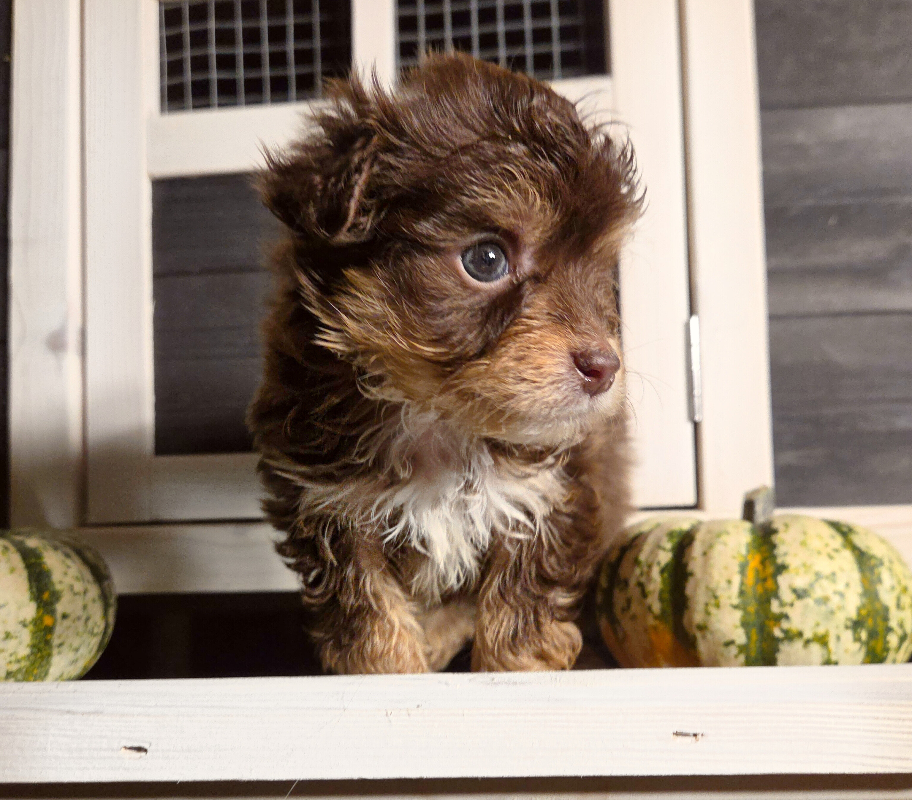 Teacup Maltipoo Puppies image 3