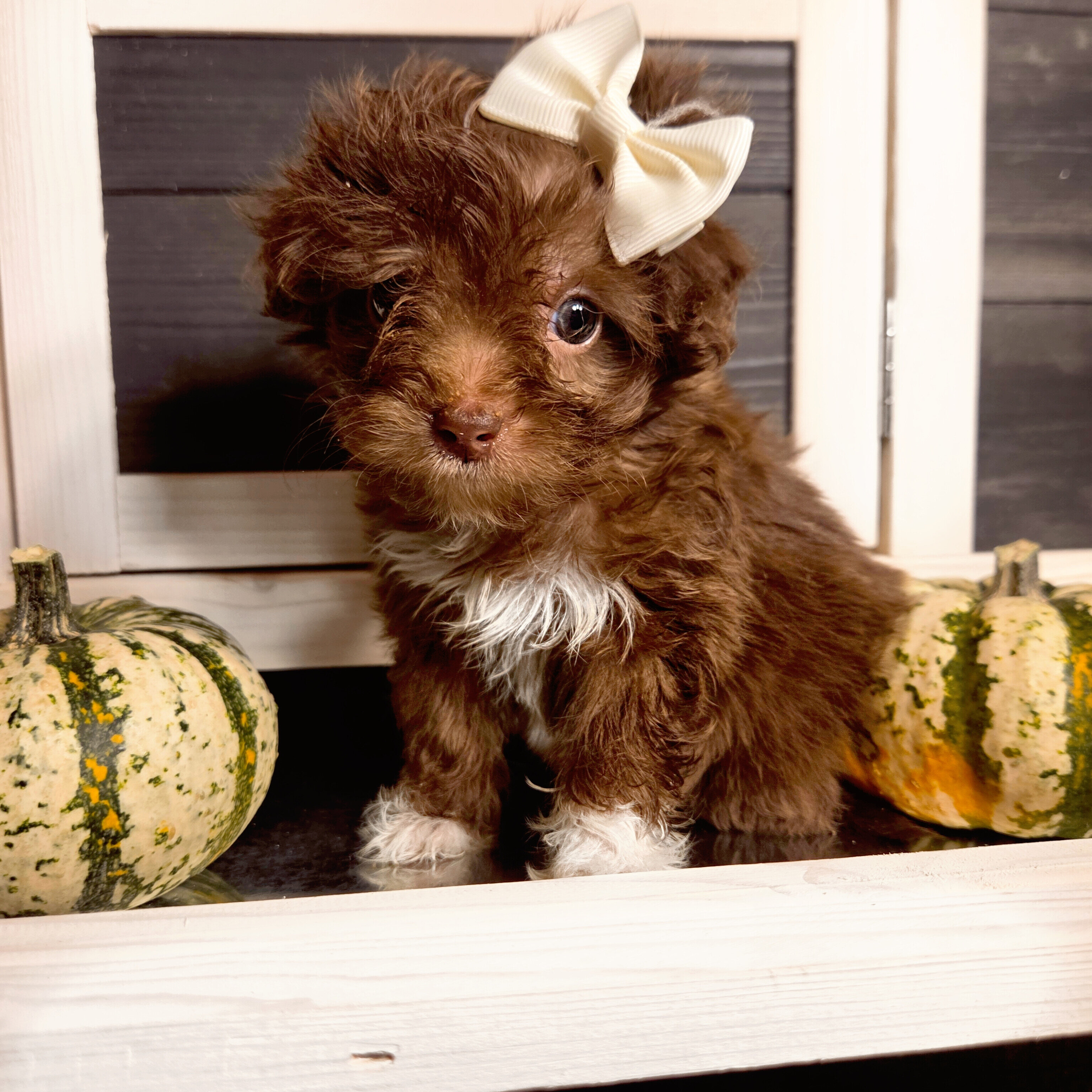 Teacup Maltipoo Puppies image 2