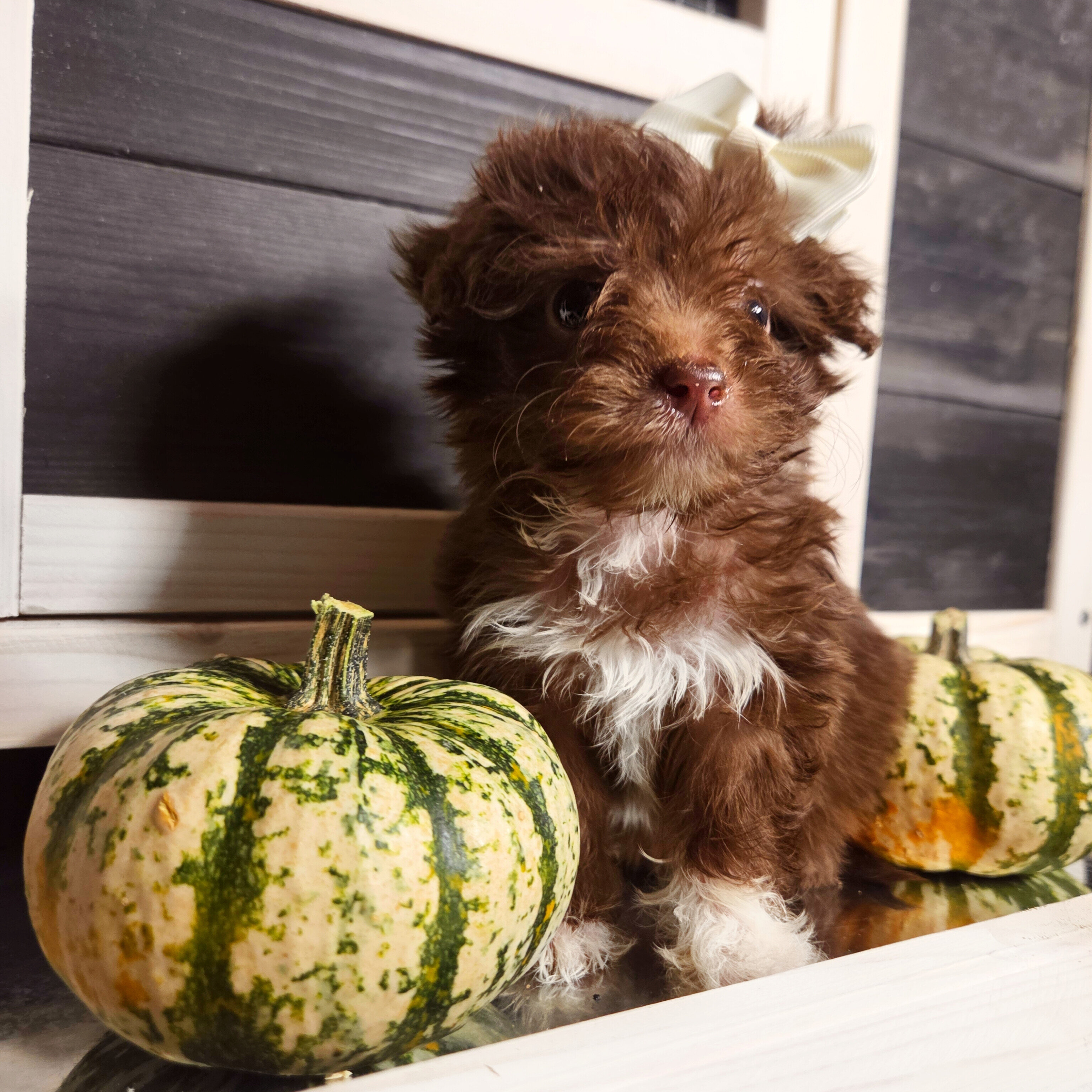 Teacup Maltipoo Puppies image 1