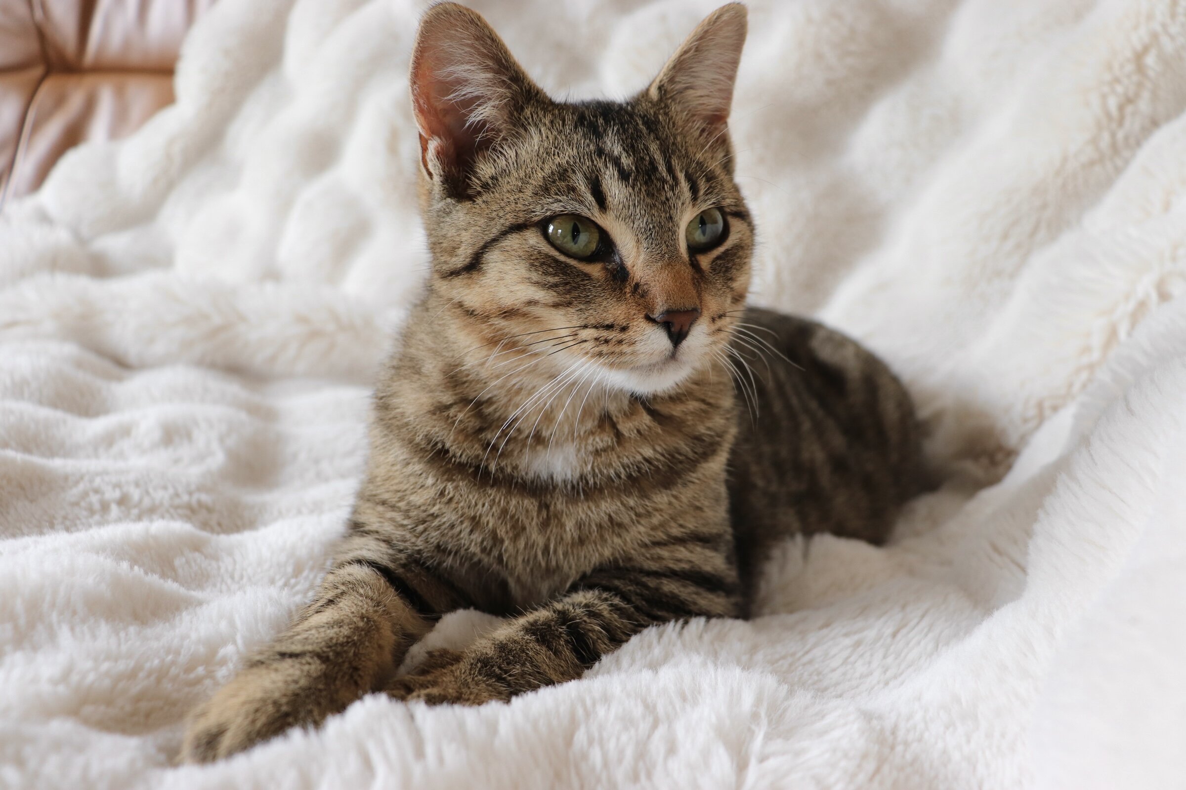 Rehoming 5 month old kitten image 1
