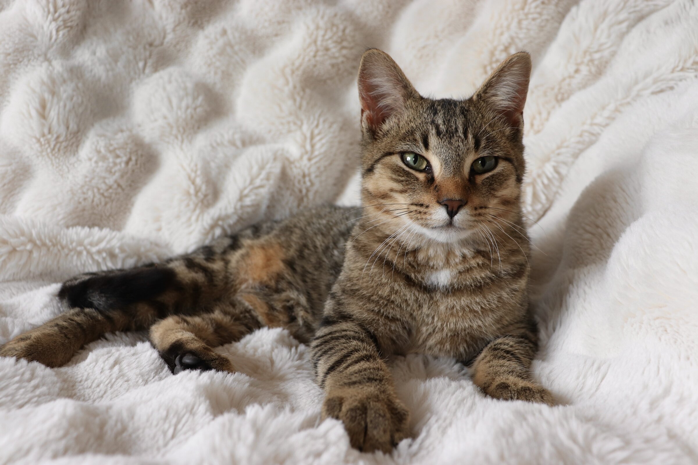 Rehoming 5 month old kitten image 3