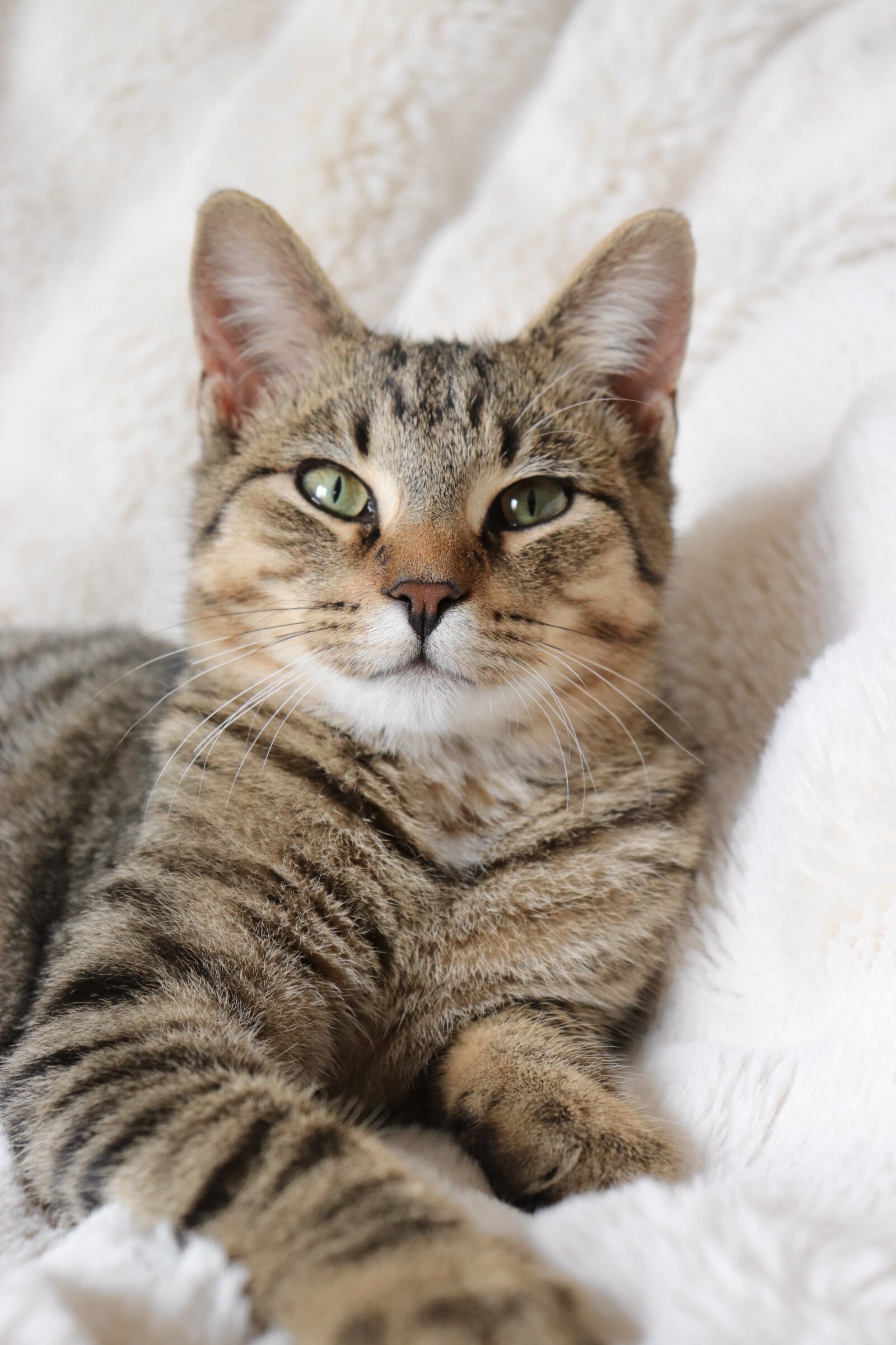 Rehoming 5 month old kitten image 2