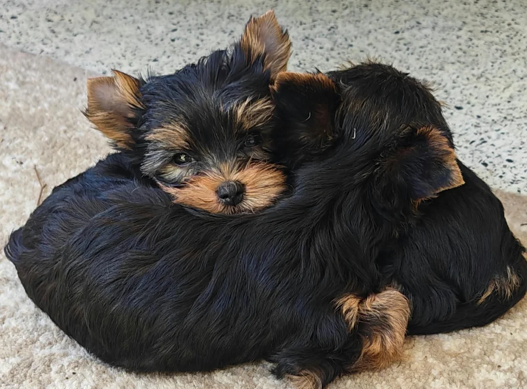 Yorkshire Terrier Yorkie Puppies. Registered image 2