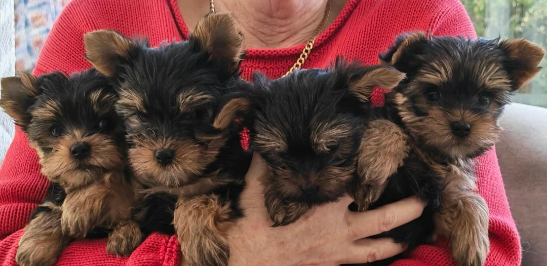 Yorkshire Terrier Yorkie Puppies. Registered image 3