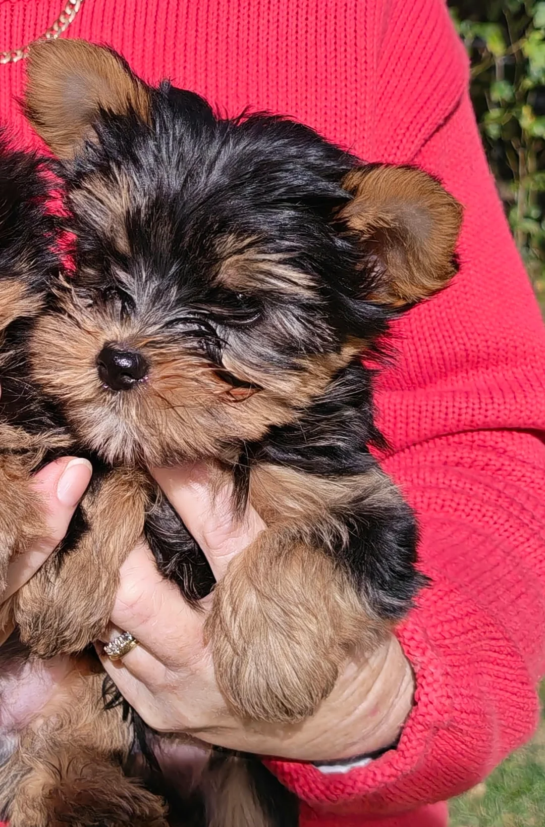 Yorkshire Terrier Yorkie Puppies. Registered image 5