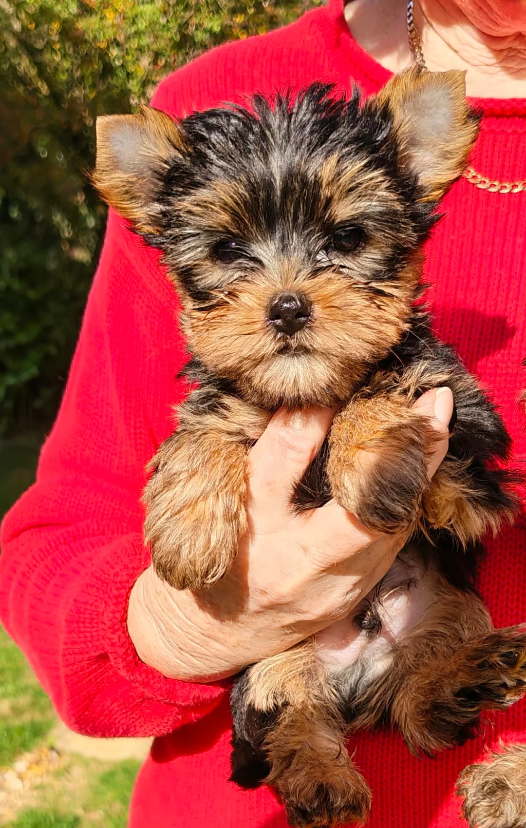 Yorkshire Terrier Yorkie Puppies. Registered image 6