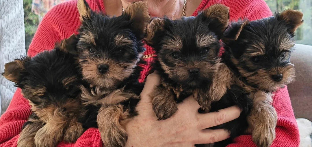 Yorkshire Terrier Yorkie Puppies. Registered image 1