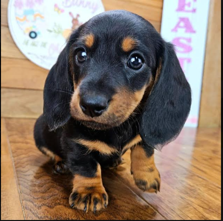 Adorable Dachshund Puppies for Adoption & Rehoming image 1