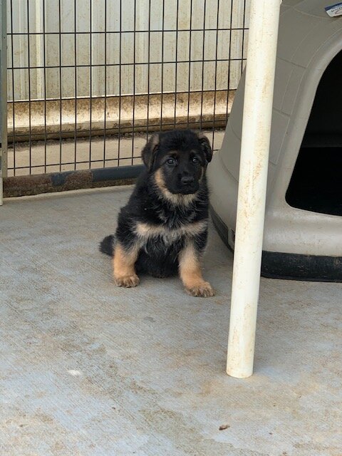 AKC Longhaired German Shepherd image 1