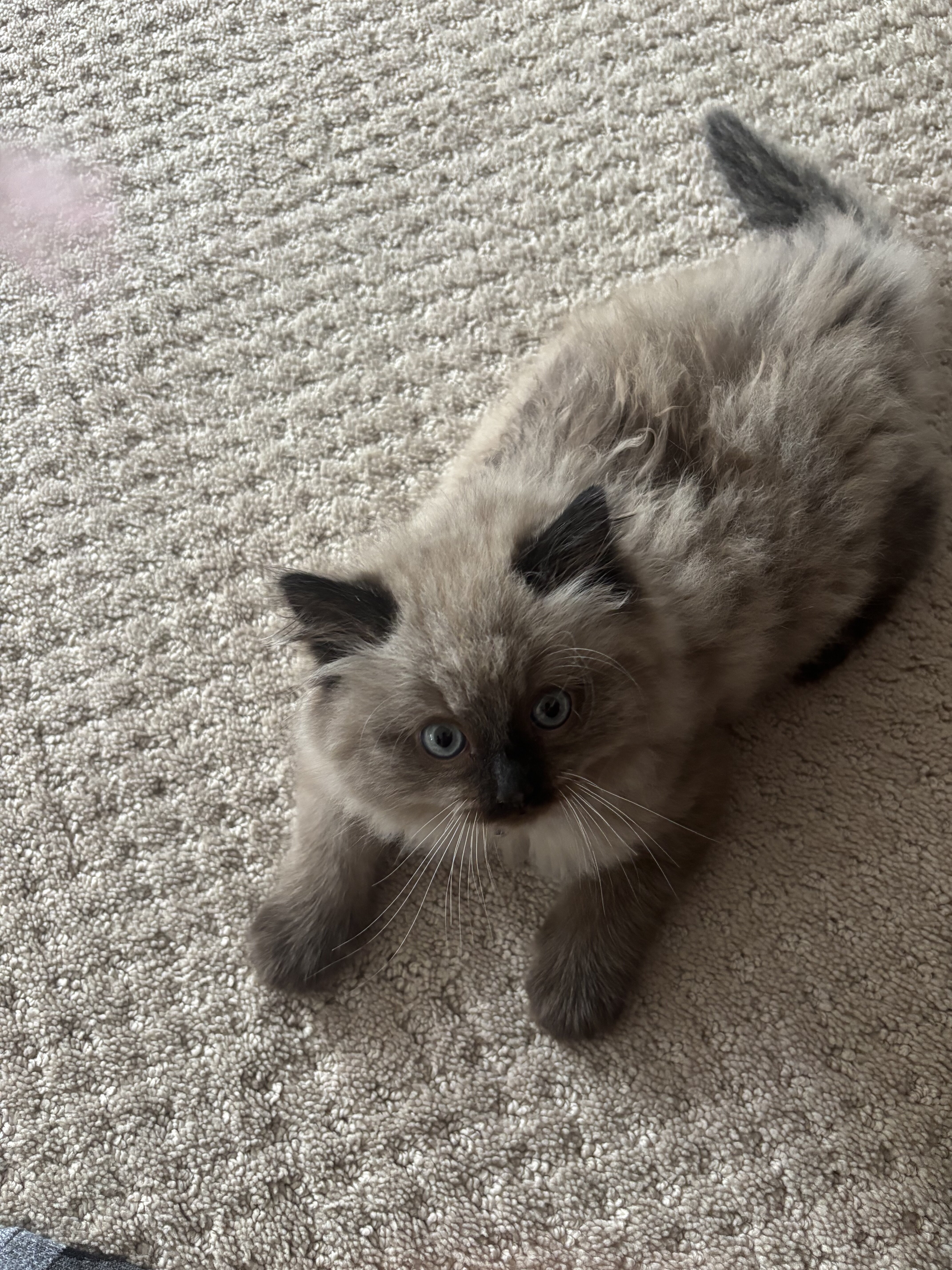 Female Himalayan Kitten image 2