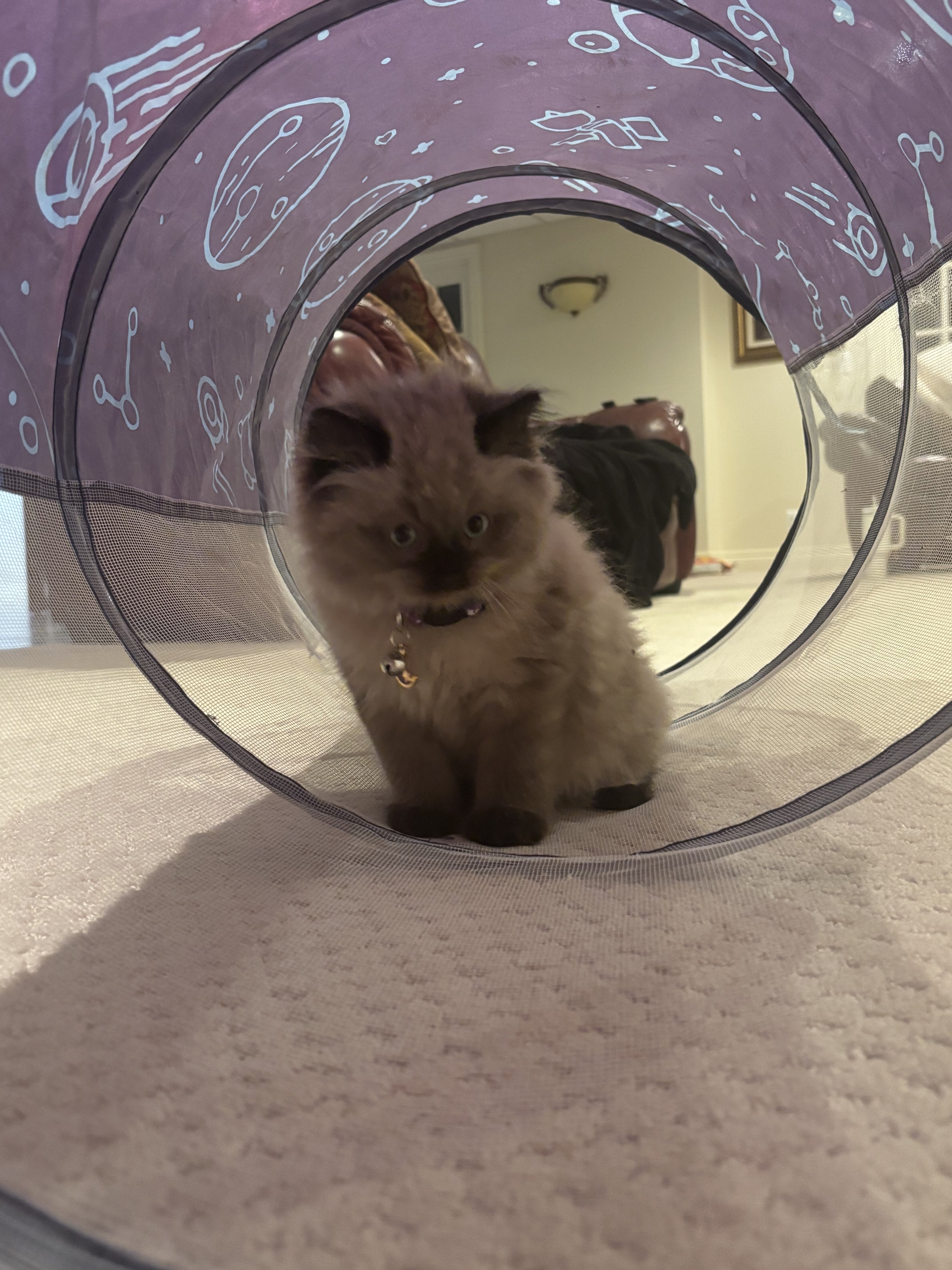 Female Himalayan Kitten image 1