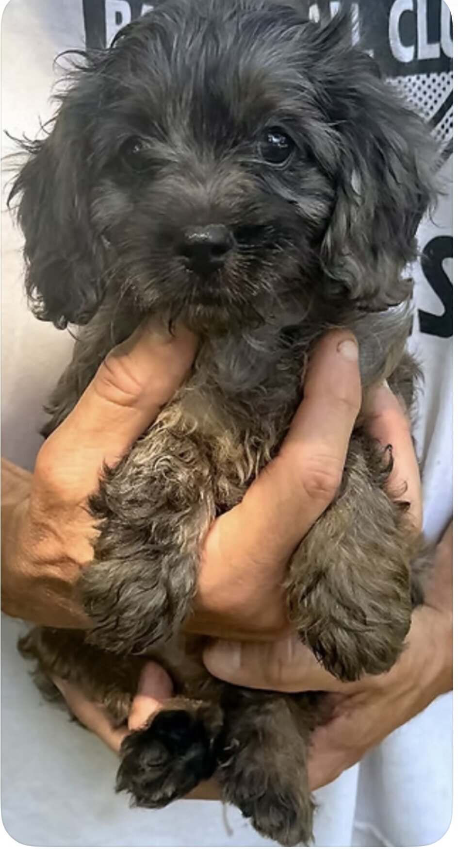 CAVAPOO FEMALE image 1