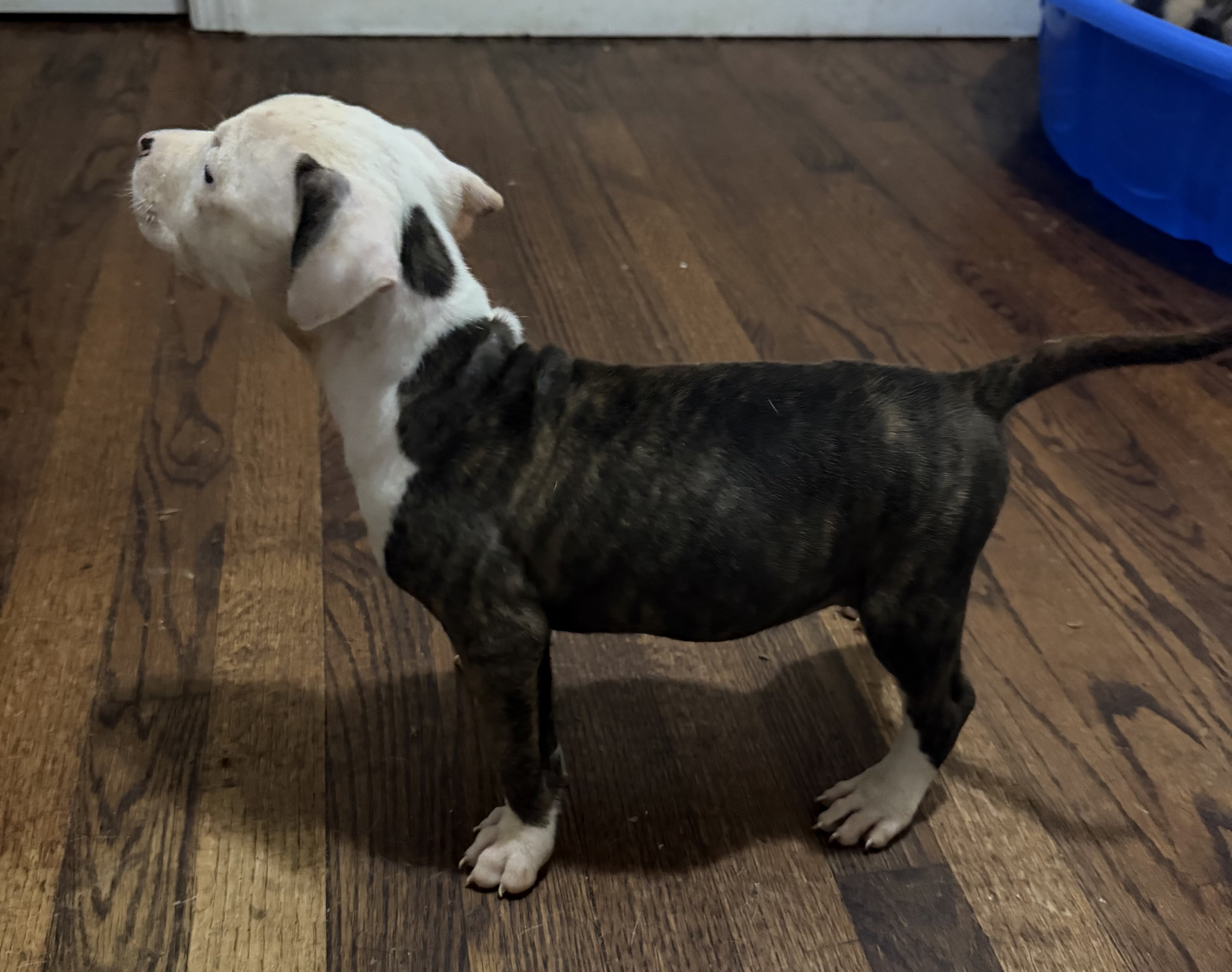 American Pitbull Terrier image 4