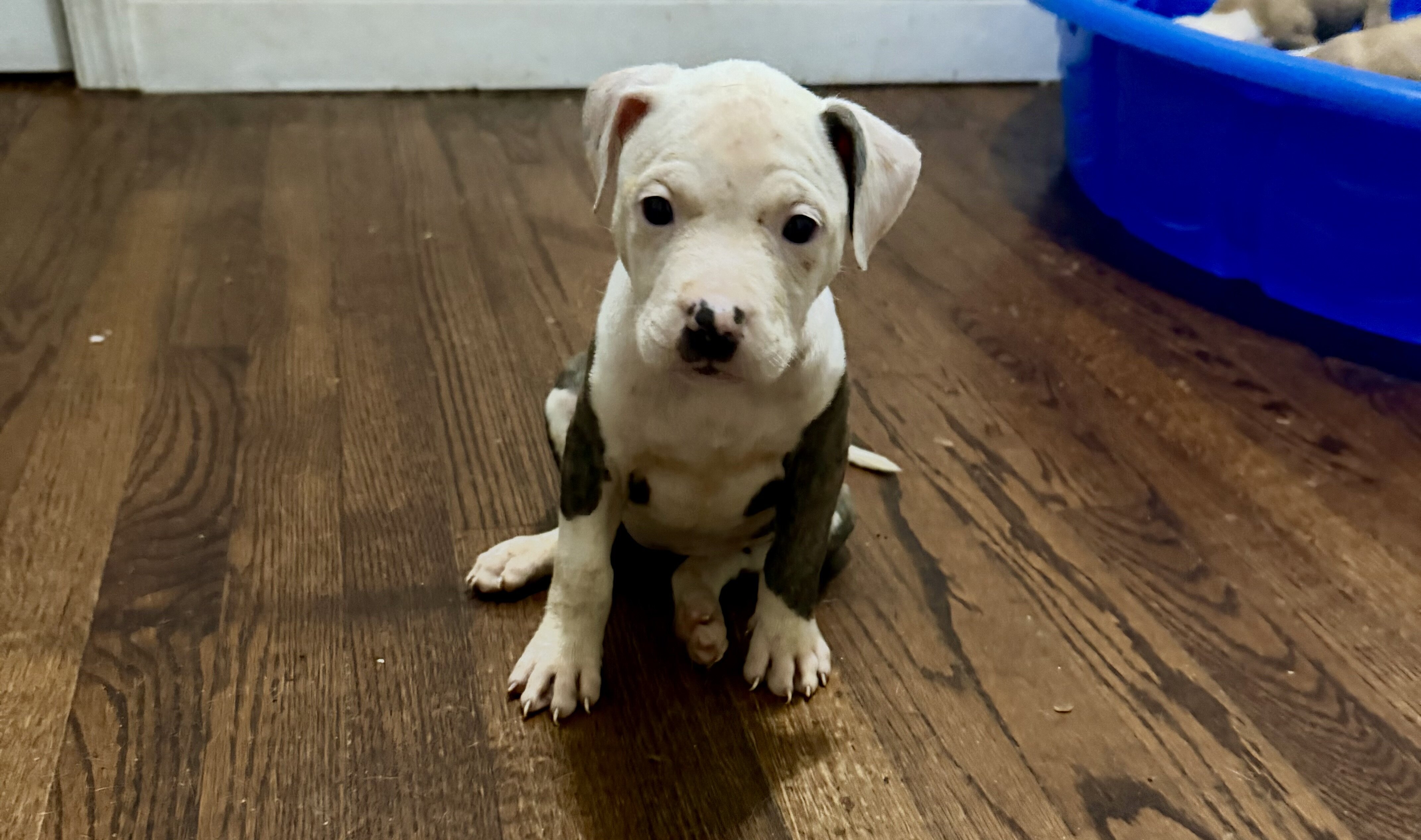 American Pitbull Terrier image 3