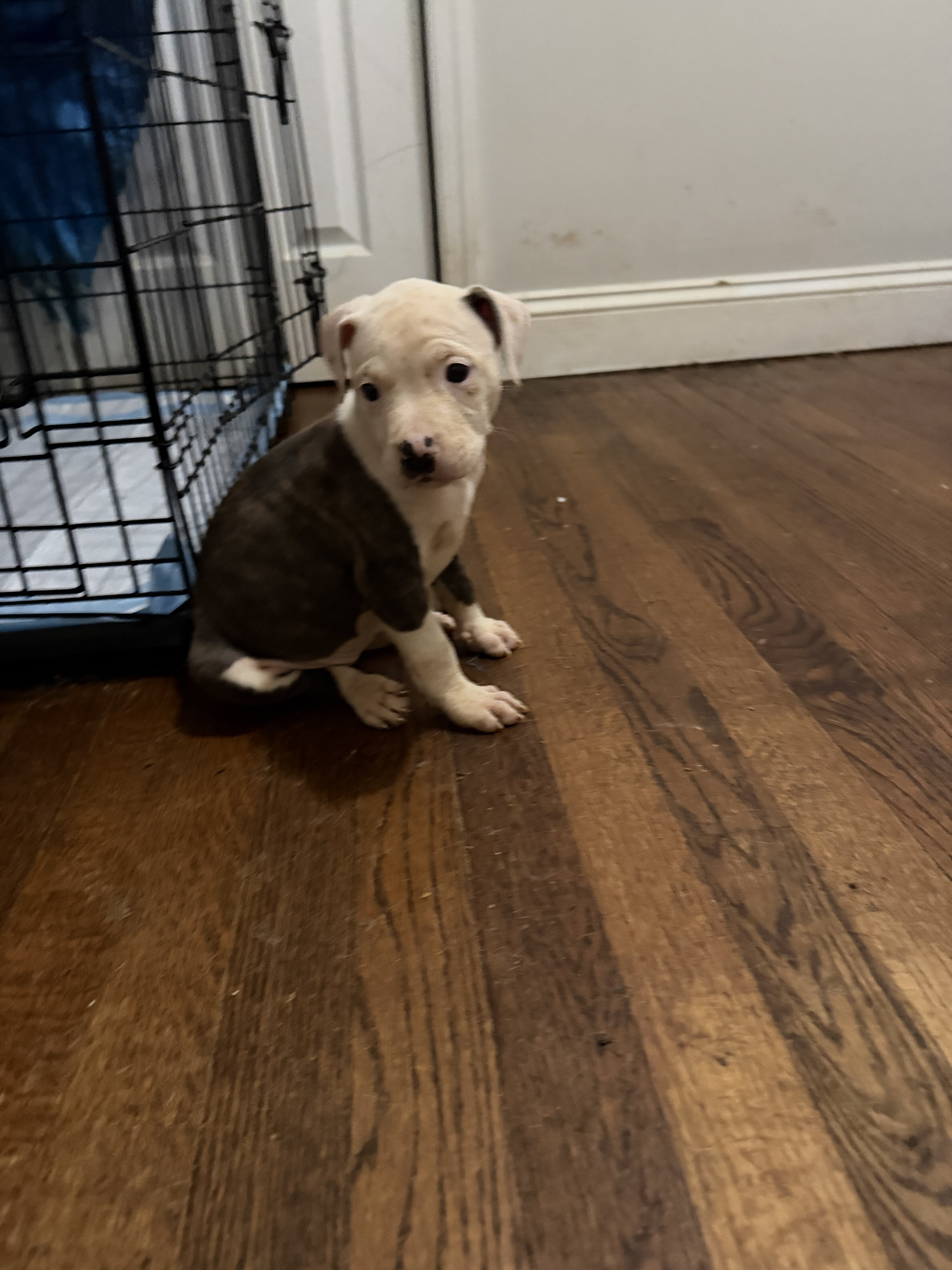 American Pitbull Terrier image 2