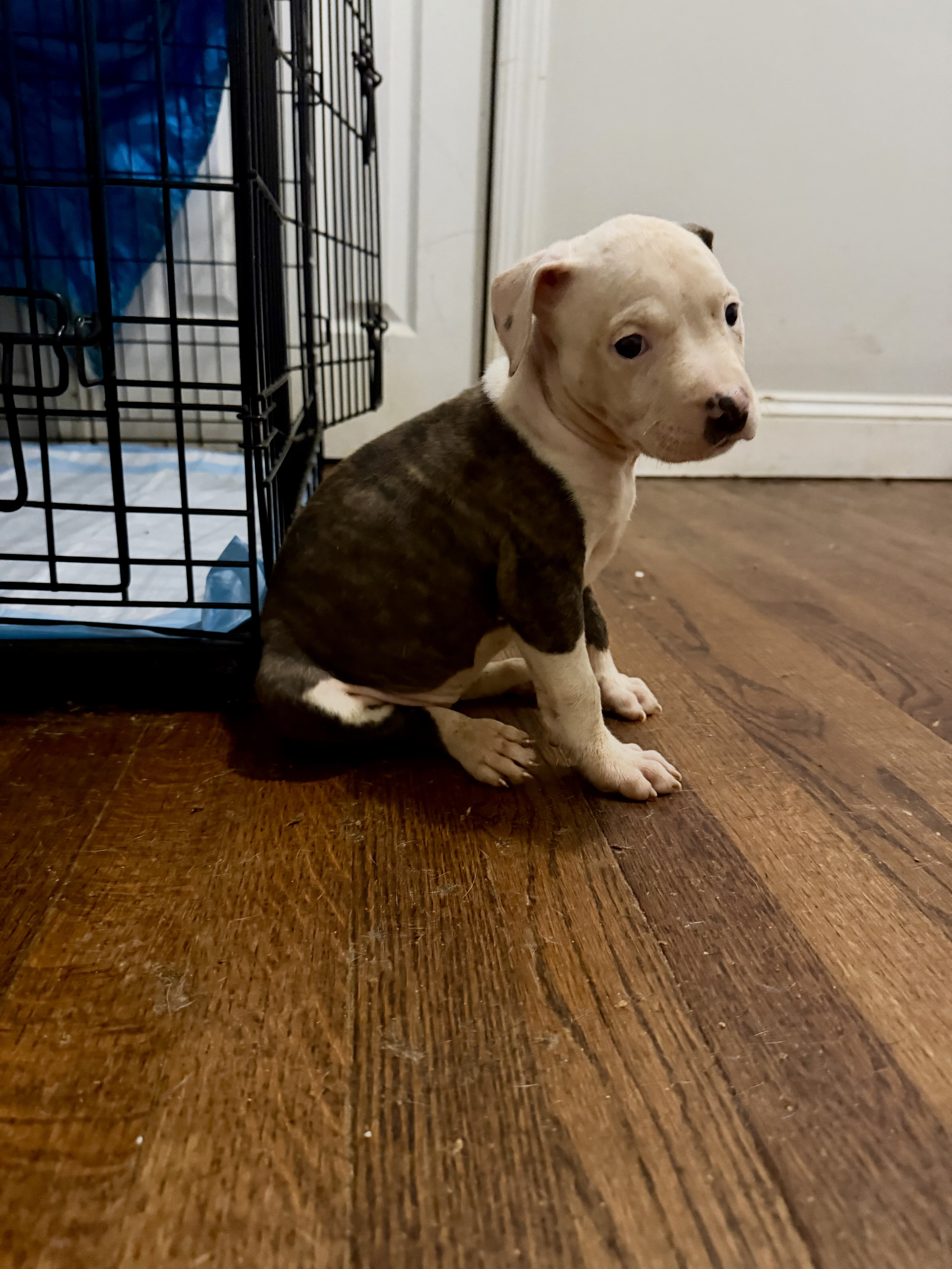 American Pitbull Terrier image 1